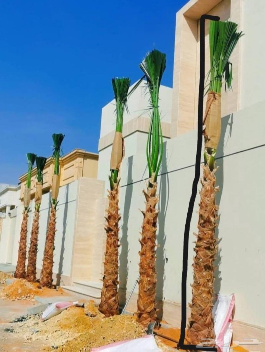 Washingtonian and Arabic palm trees in all sizes, delivery to all areas of the Kingdom64406917832065112