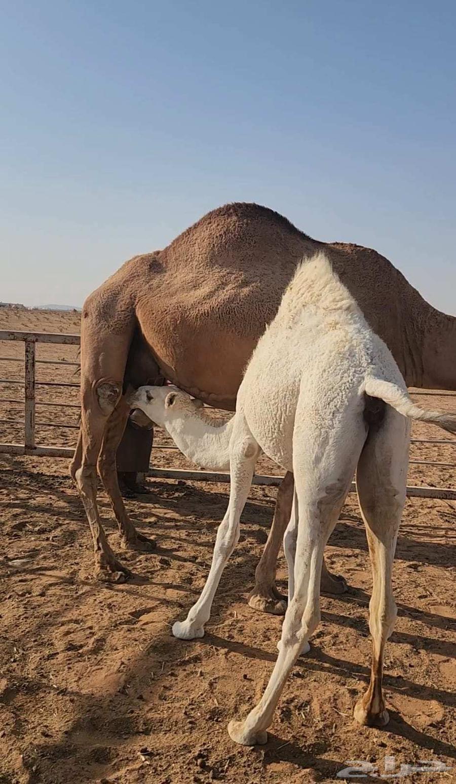 بكره للبيع64406165835523111