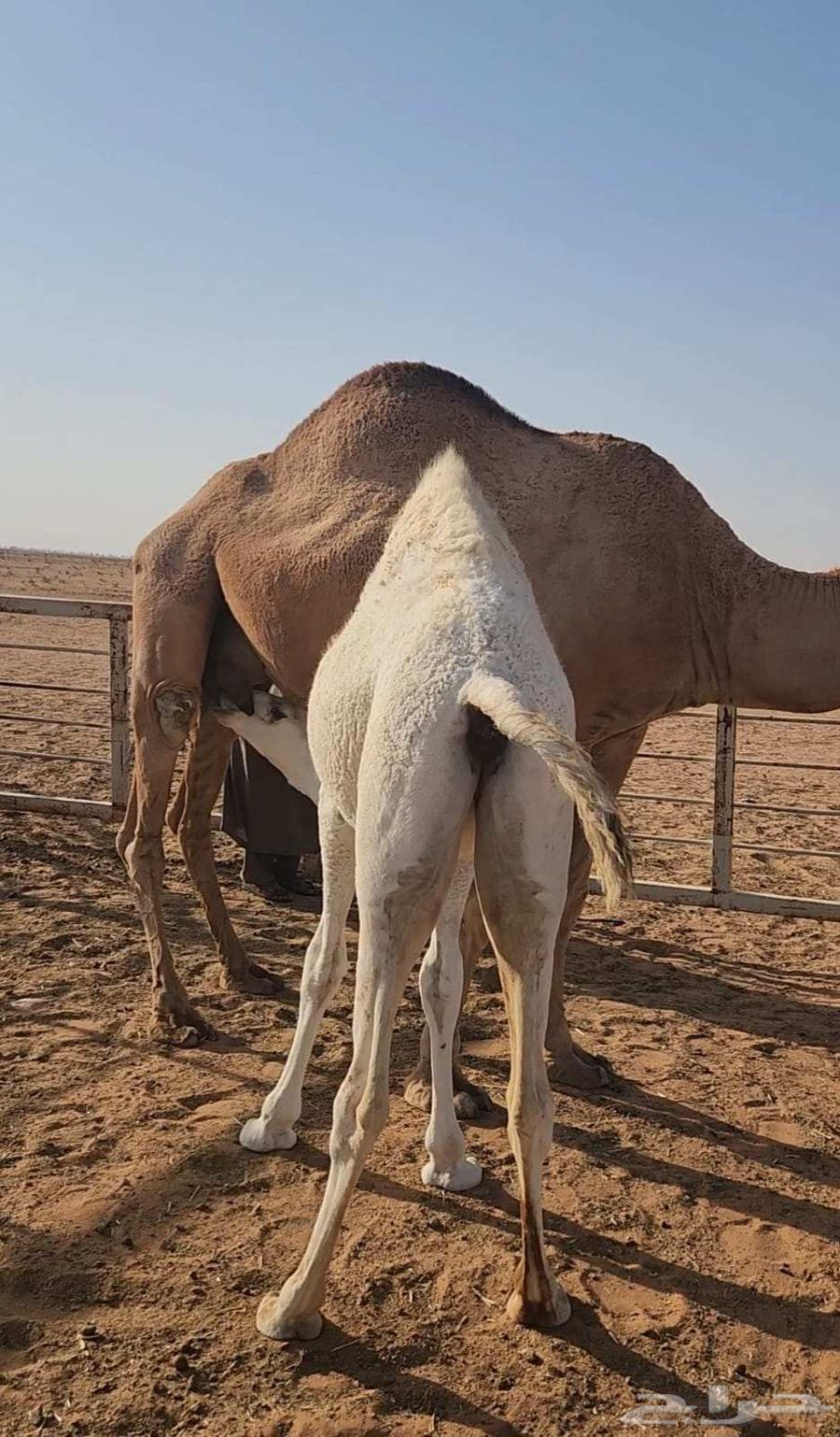 بكره للبيع64406165835523112