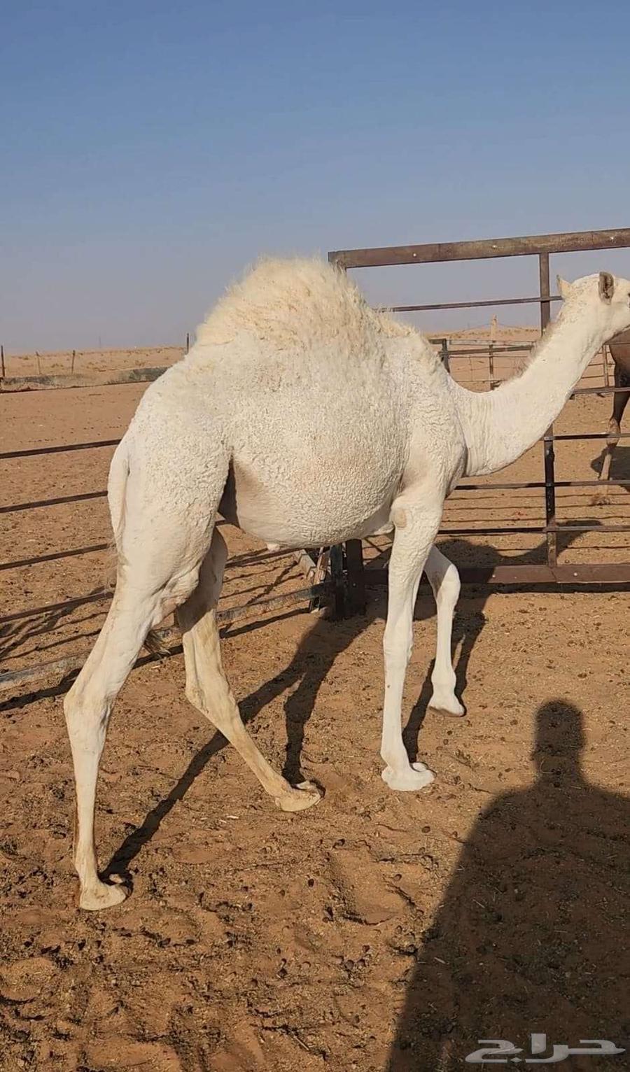 بكره للبيع64406165835523110