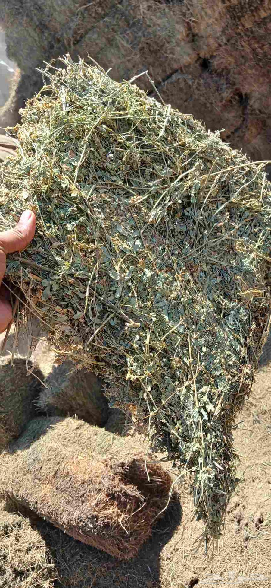 برسيم صافي ممطور64407112677249111