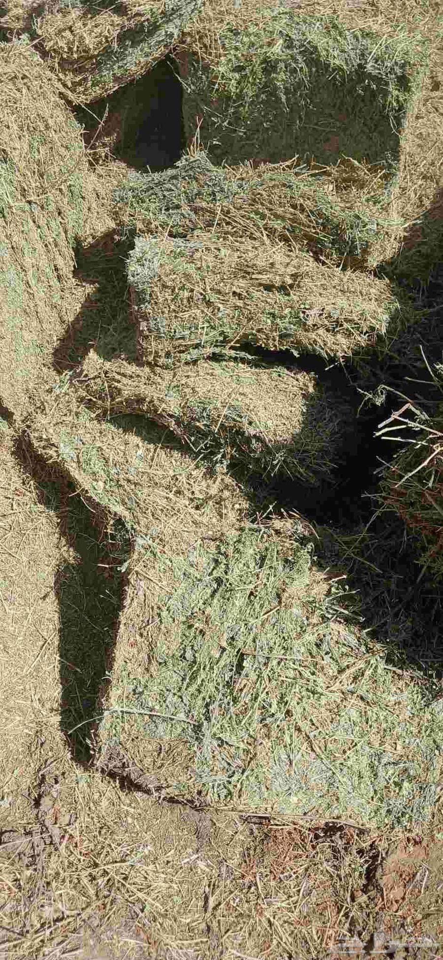 برسيم صافي ممطور64407112677249110