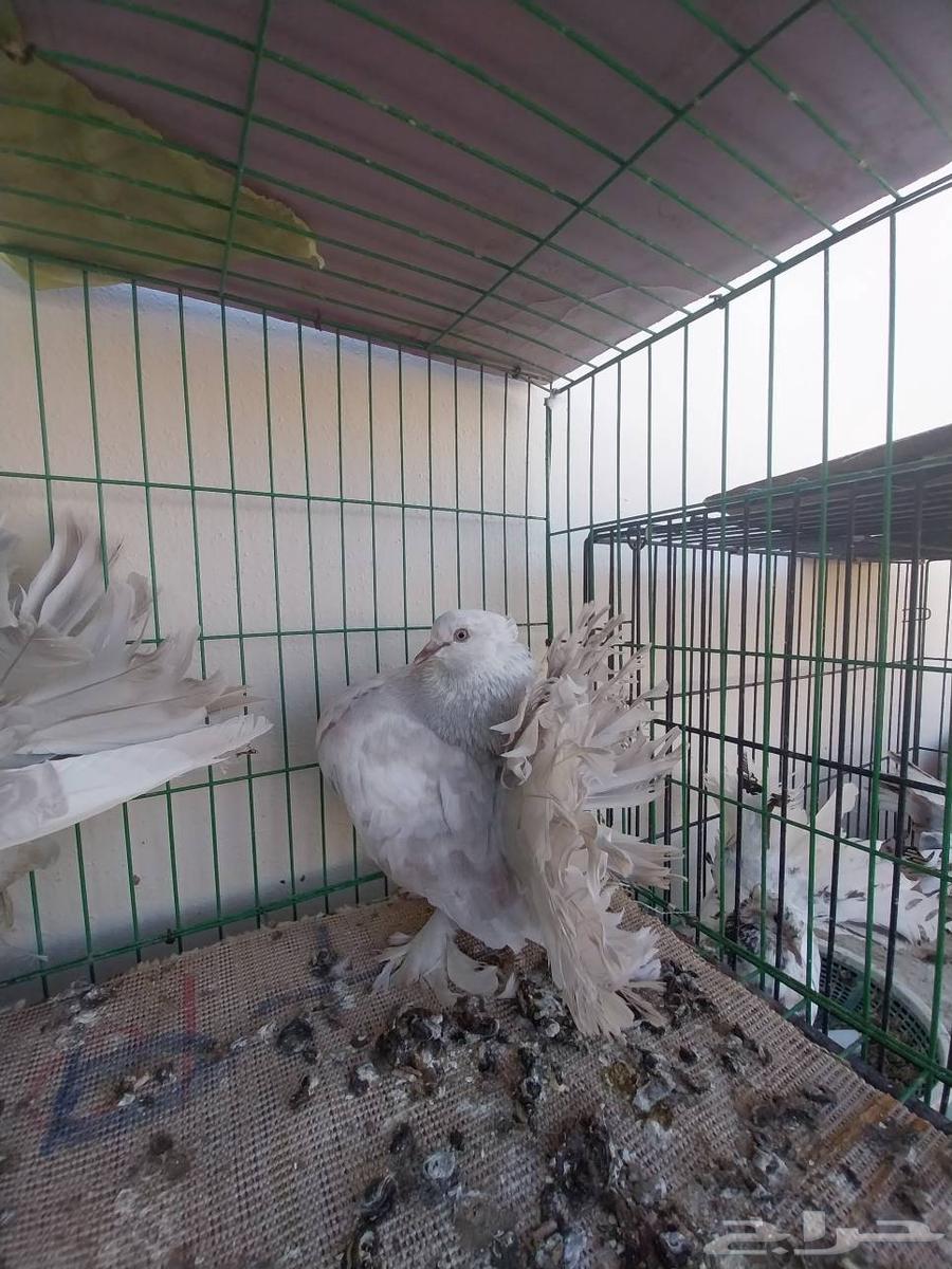 حمام رقاص أمريكي وهندي64409837936385114