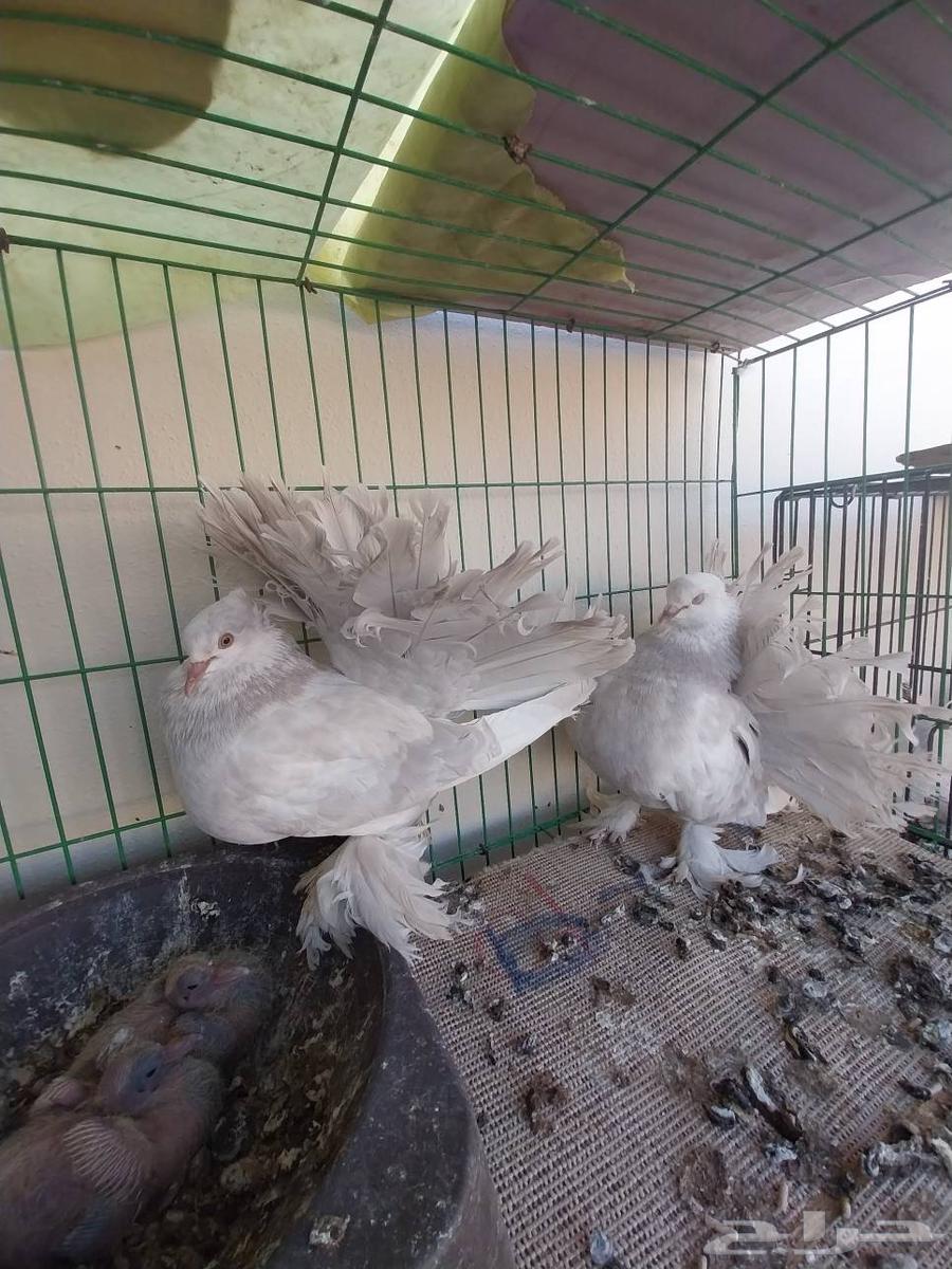 حمام رقاص أمريكي وهندي64409837936385113