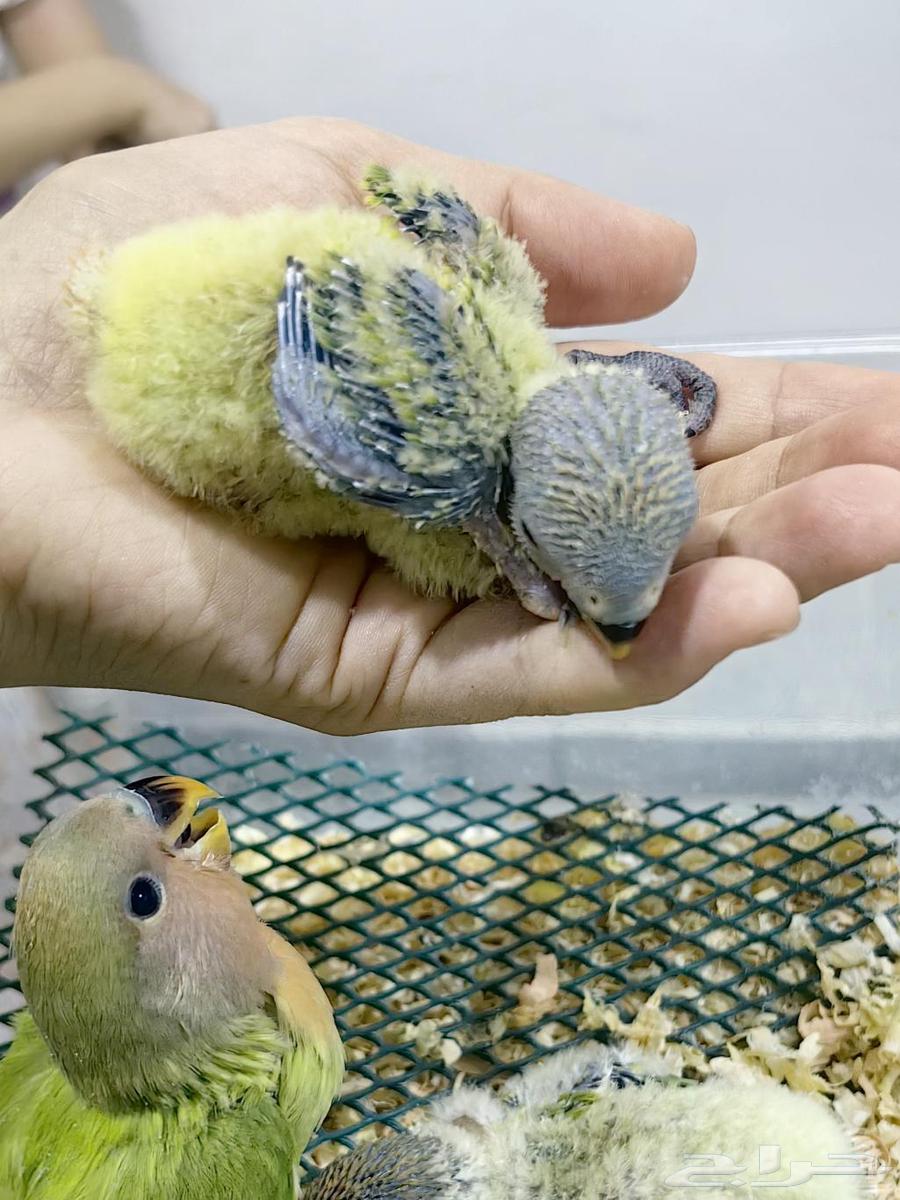 Farkh Ruz64553313999491110