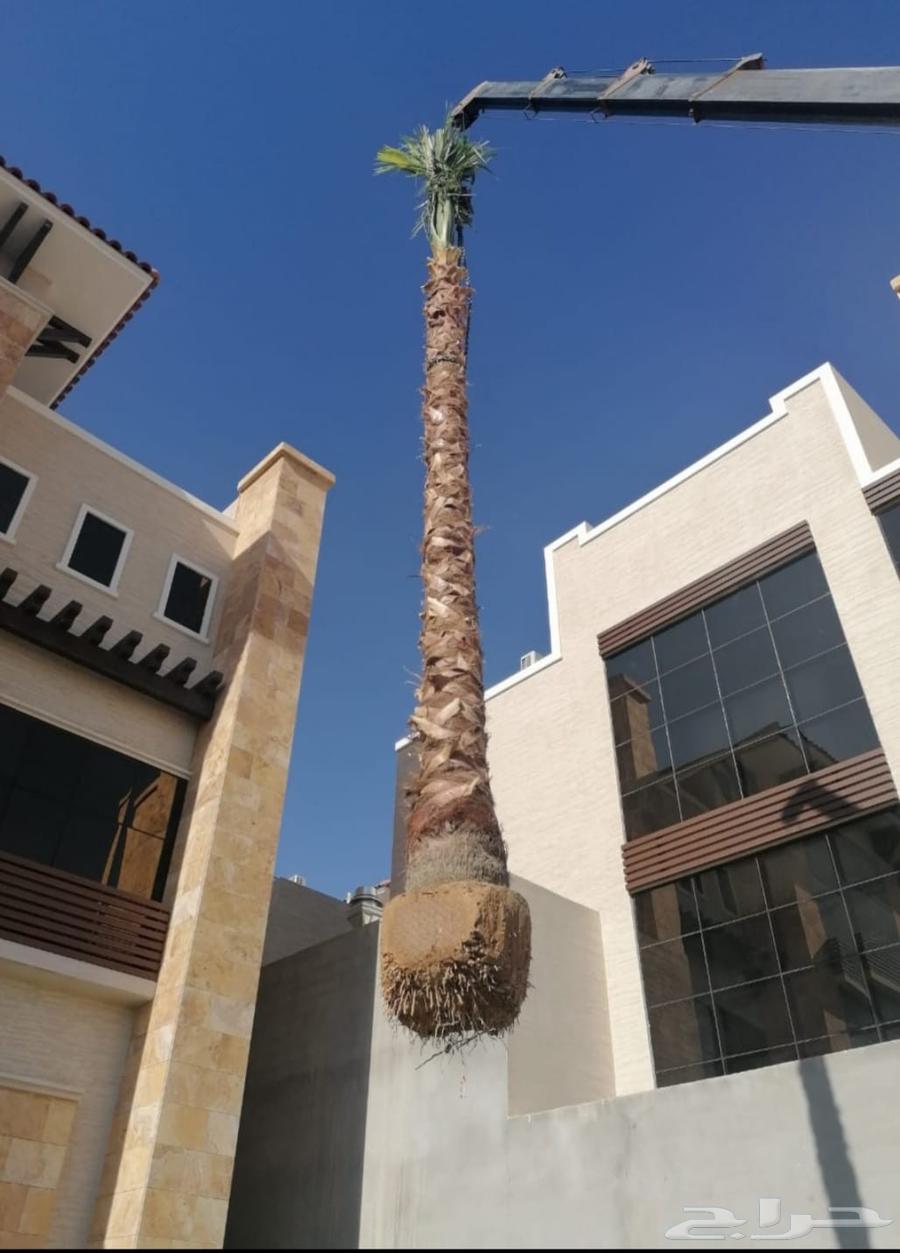 نخل وشنطني زينه امريكي للبيع64550429210625110