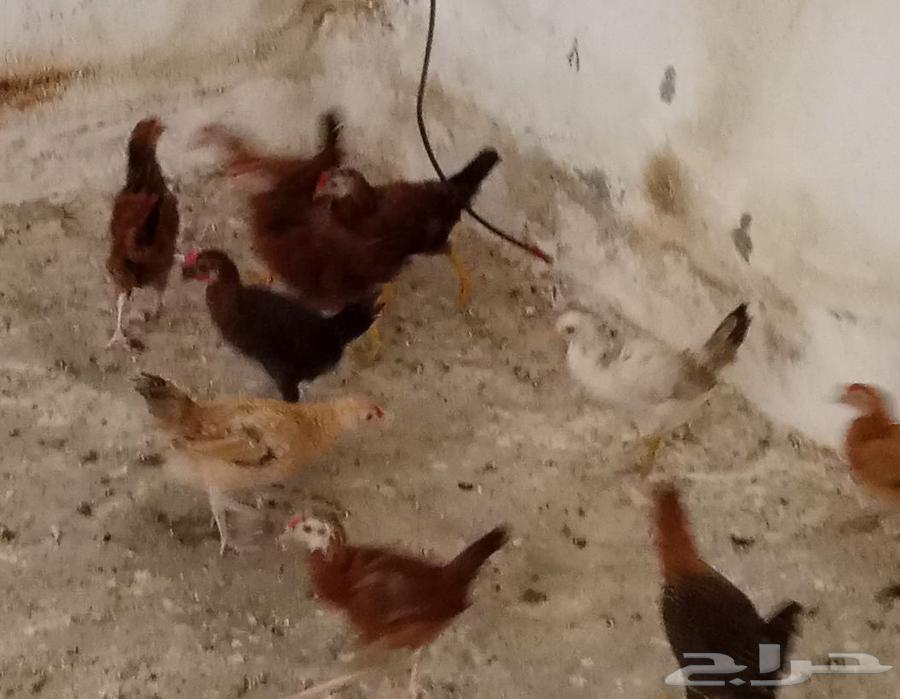 صوص بلدي للبيع العدد 2564548434682241111