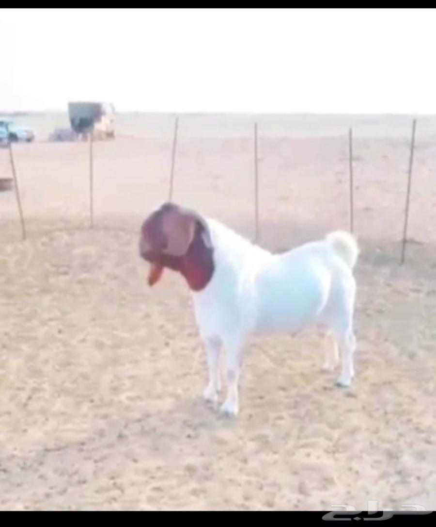 للبيع فحل بورقت64553299919747110