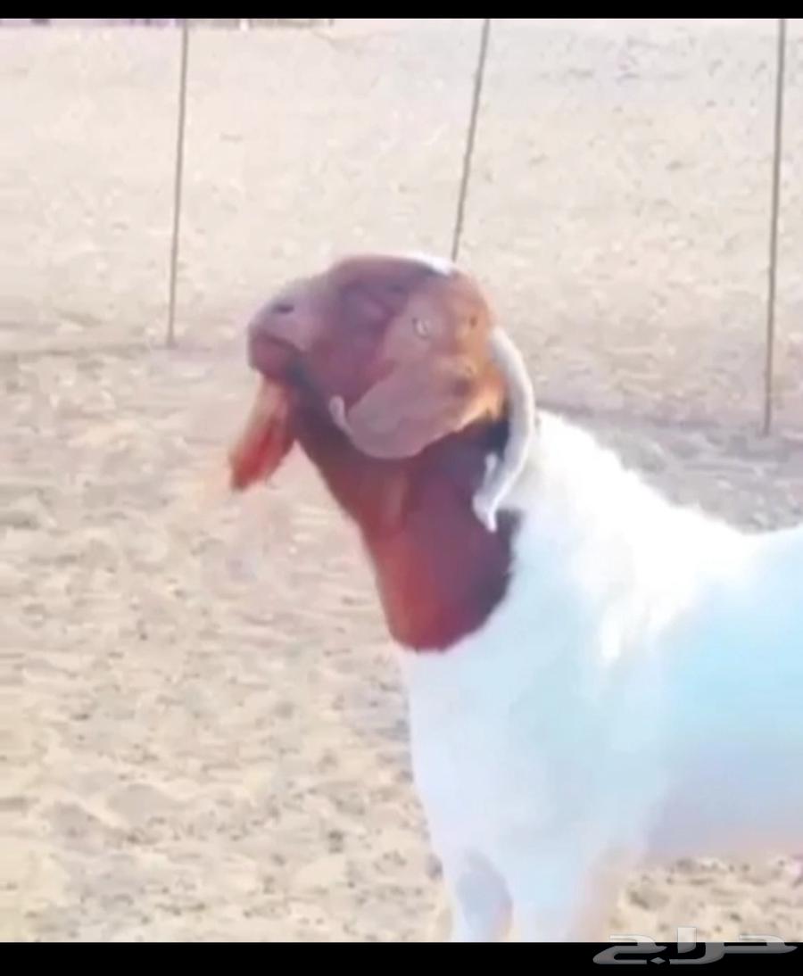 للبيع فحل بورقت64553299919747111