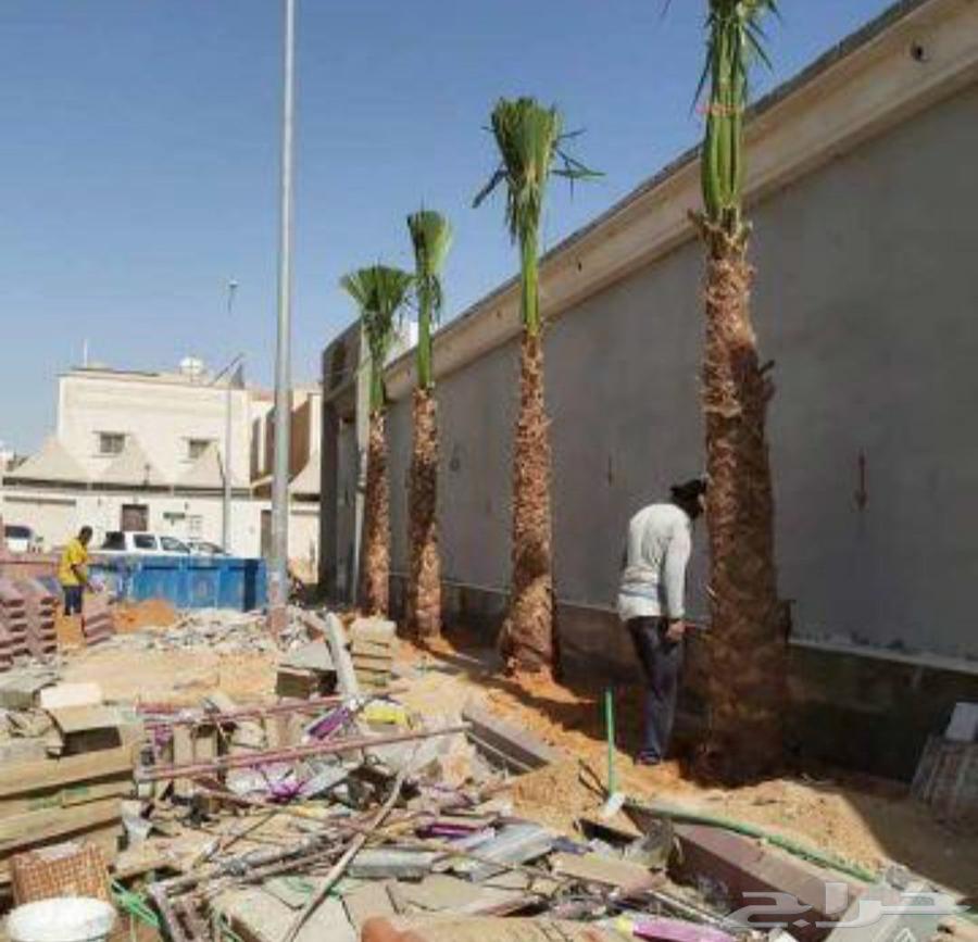 نخل واشنطن64552177705218114