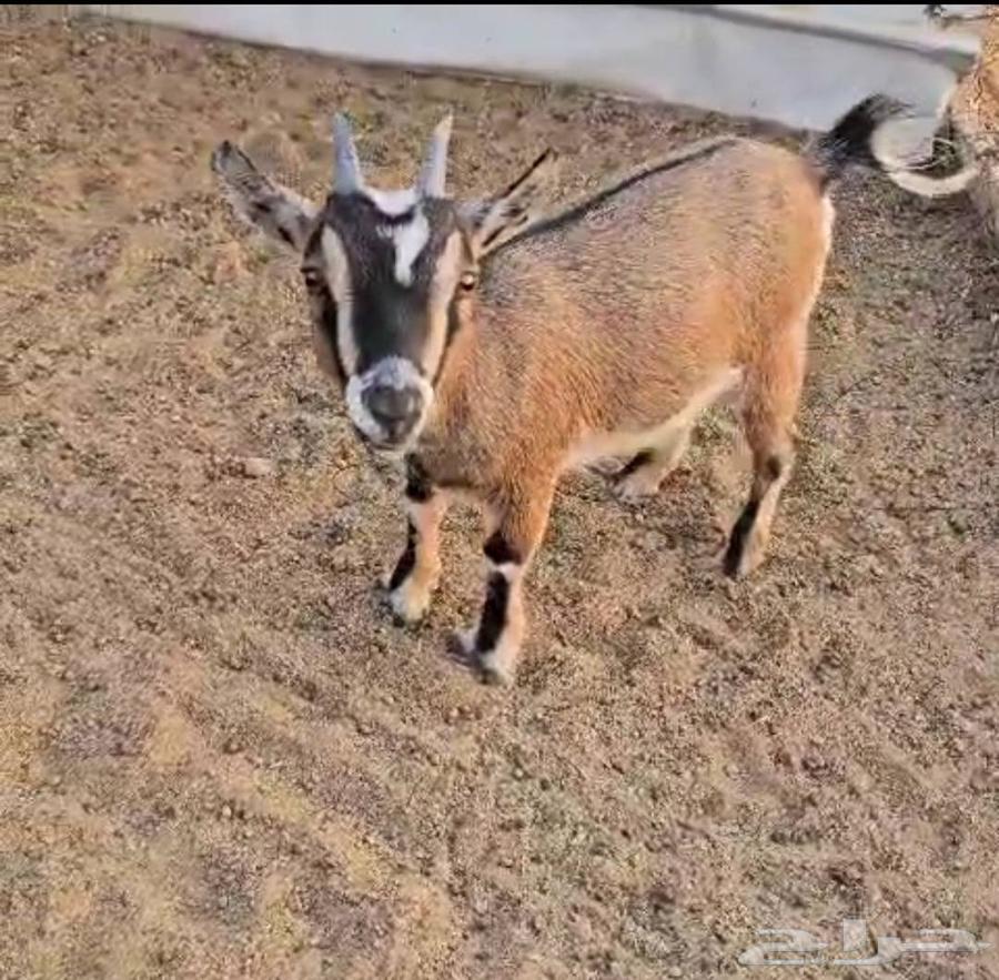 Dwarf Gafra Knowledge64546678900865110