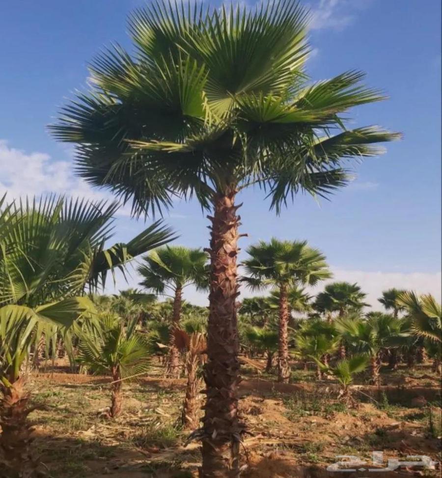 نخل واشنطني للبيع64547415836419112