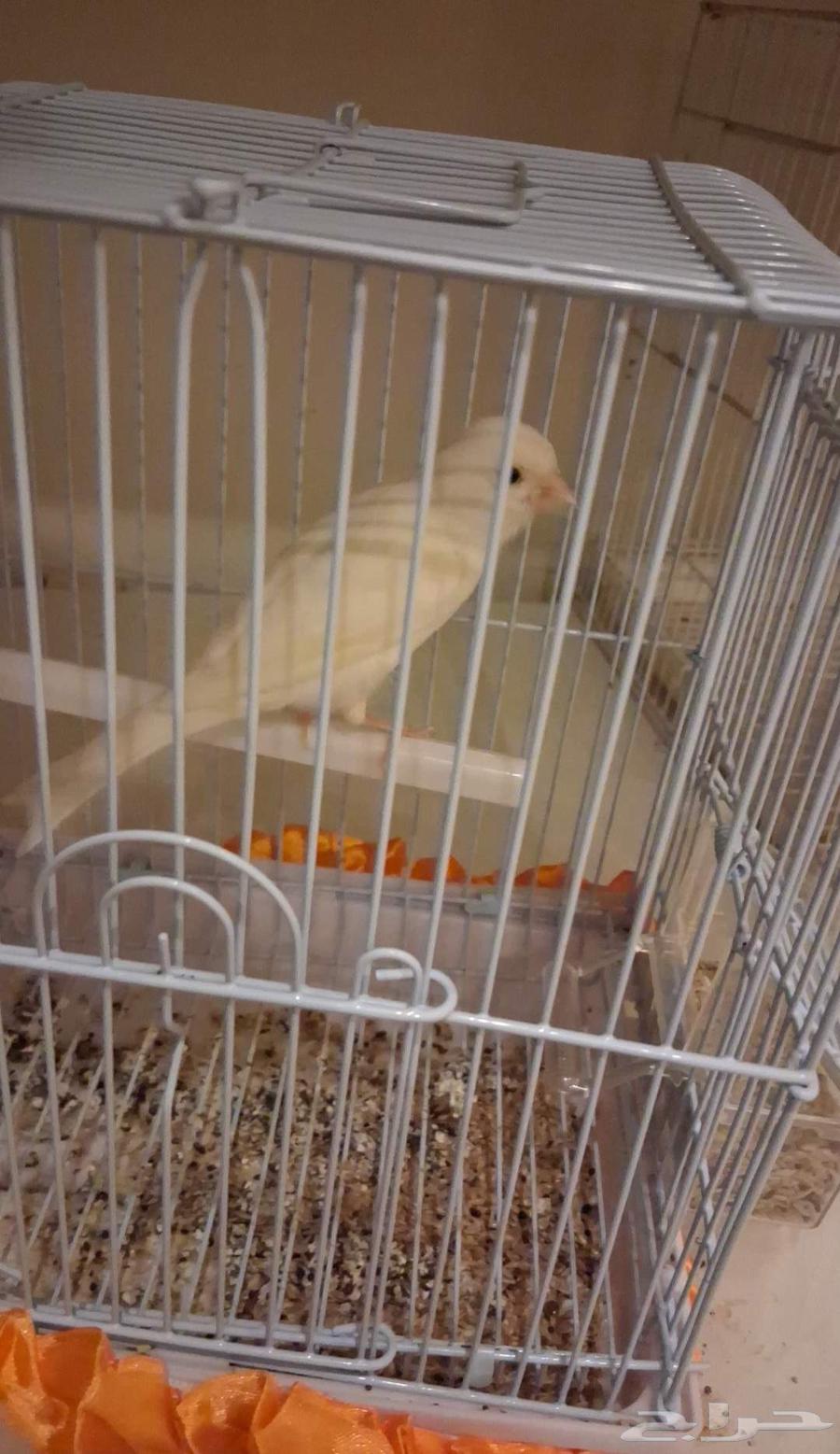 ذكر كناري مغردد ومنتج عند راعيه تغريد اسطوريي تم البيععع64545587897474110