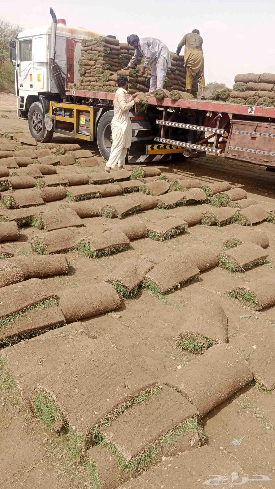 نجيلة زراعة شي الفين64545556747521113