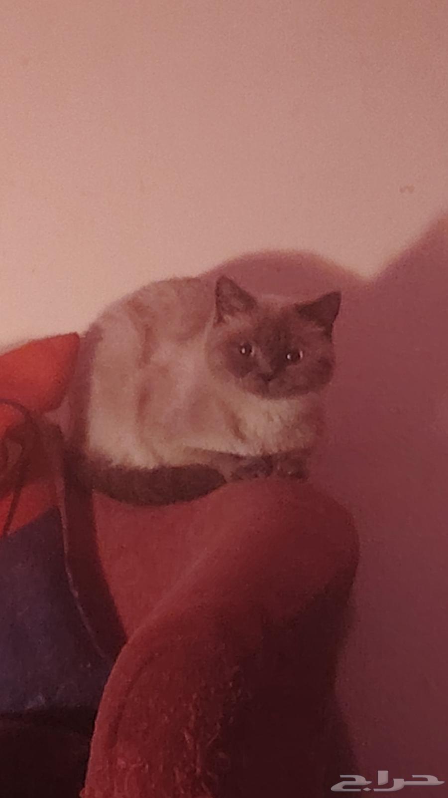 لبيع بسبب السفر64547805234690113