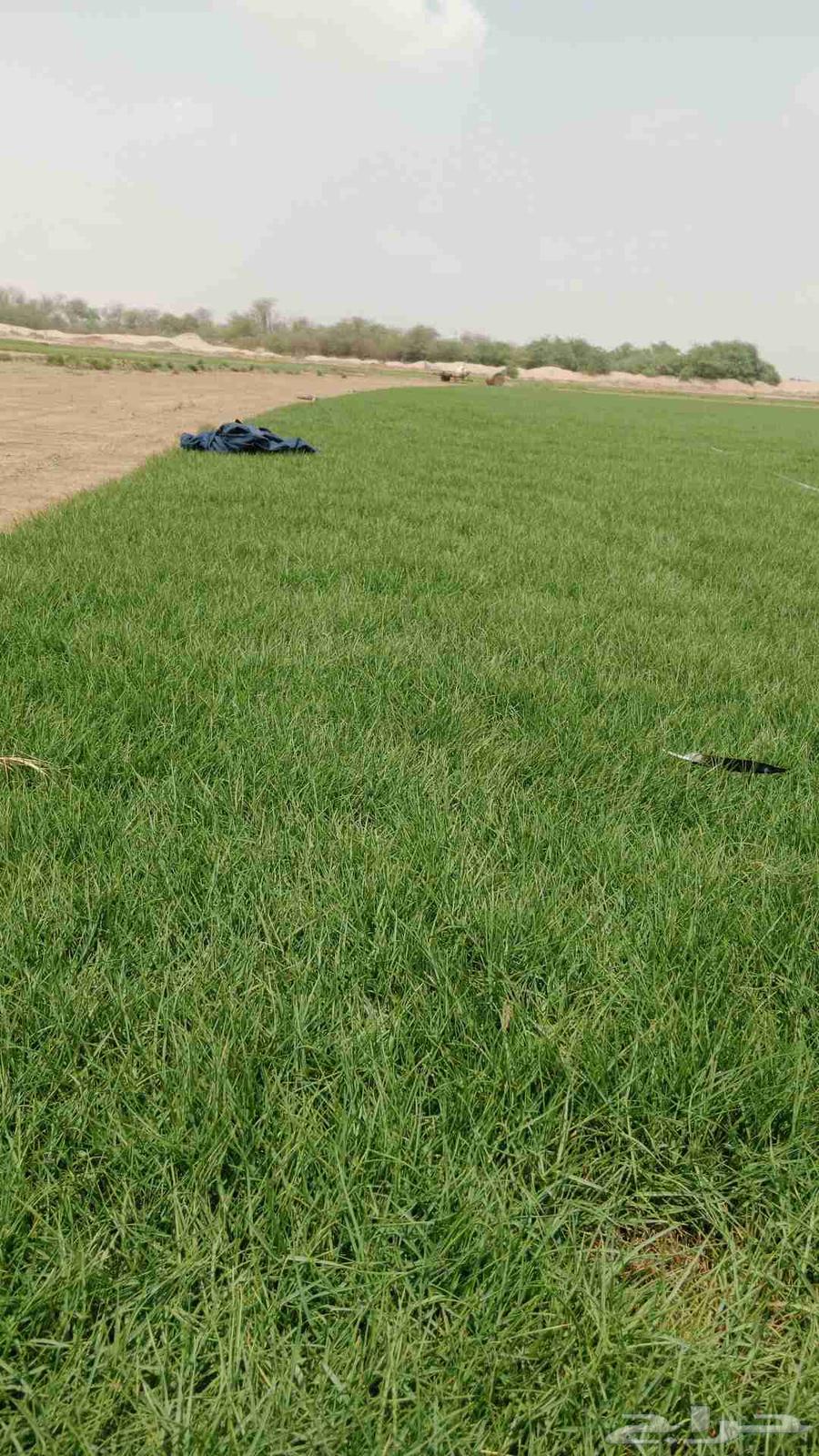 نجيلة زراعة شي الفين64545556747521110