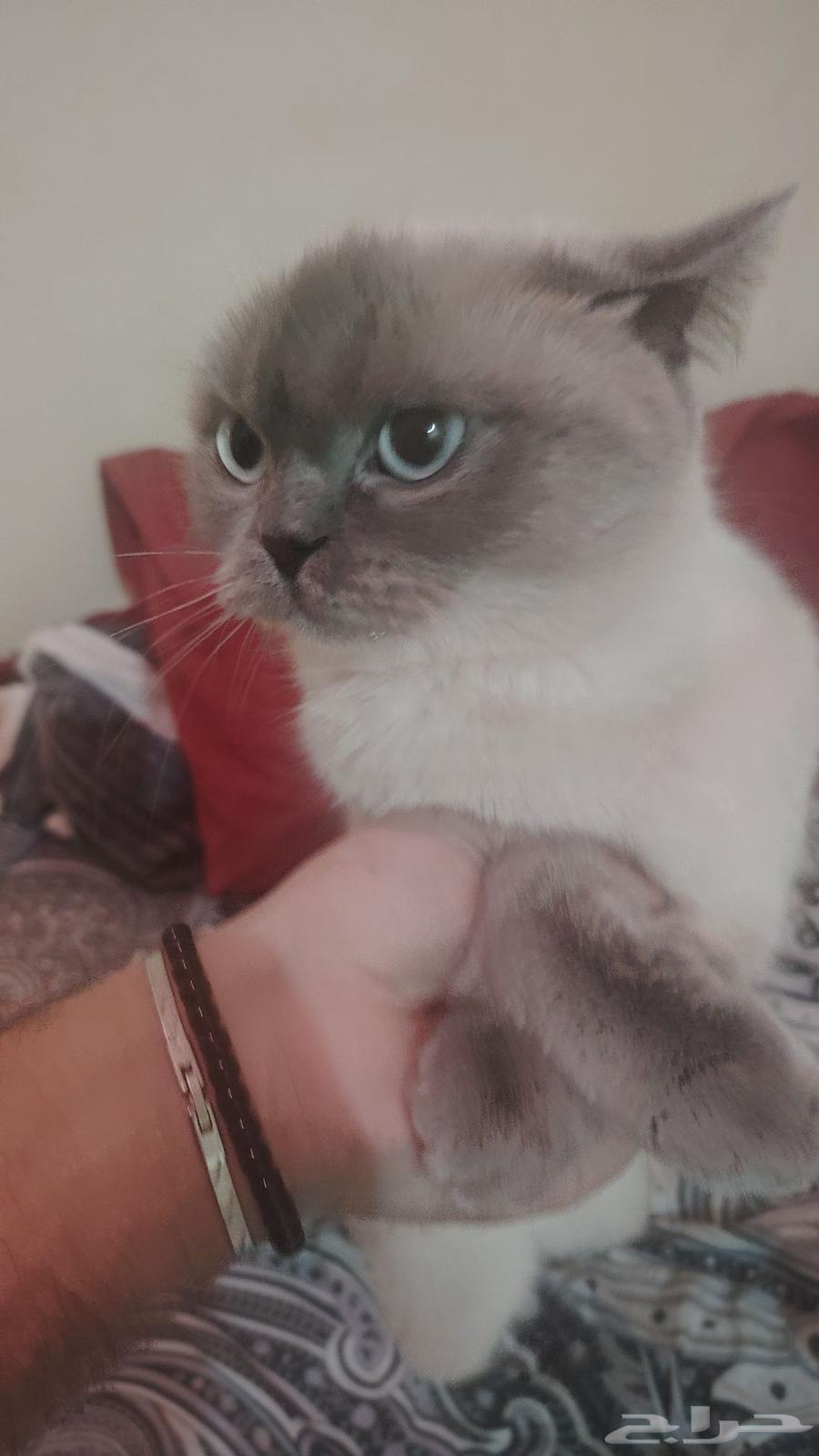 لبيع بسبب السفر64547805234690111