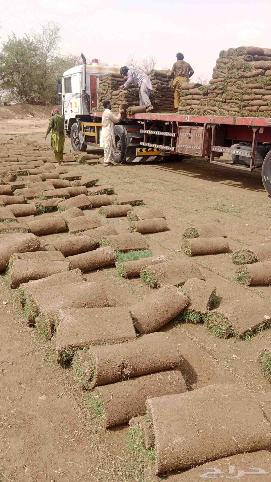 نجيلة زراعة شي الفين64545556747521112