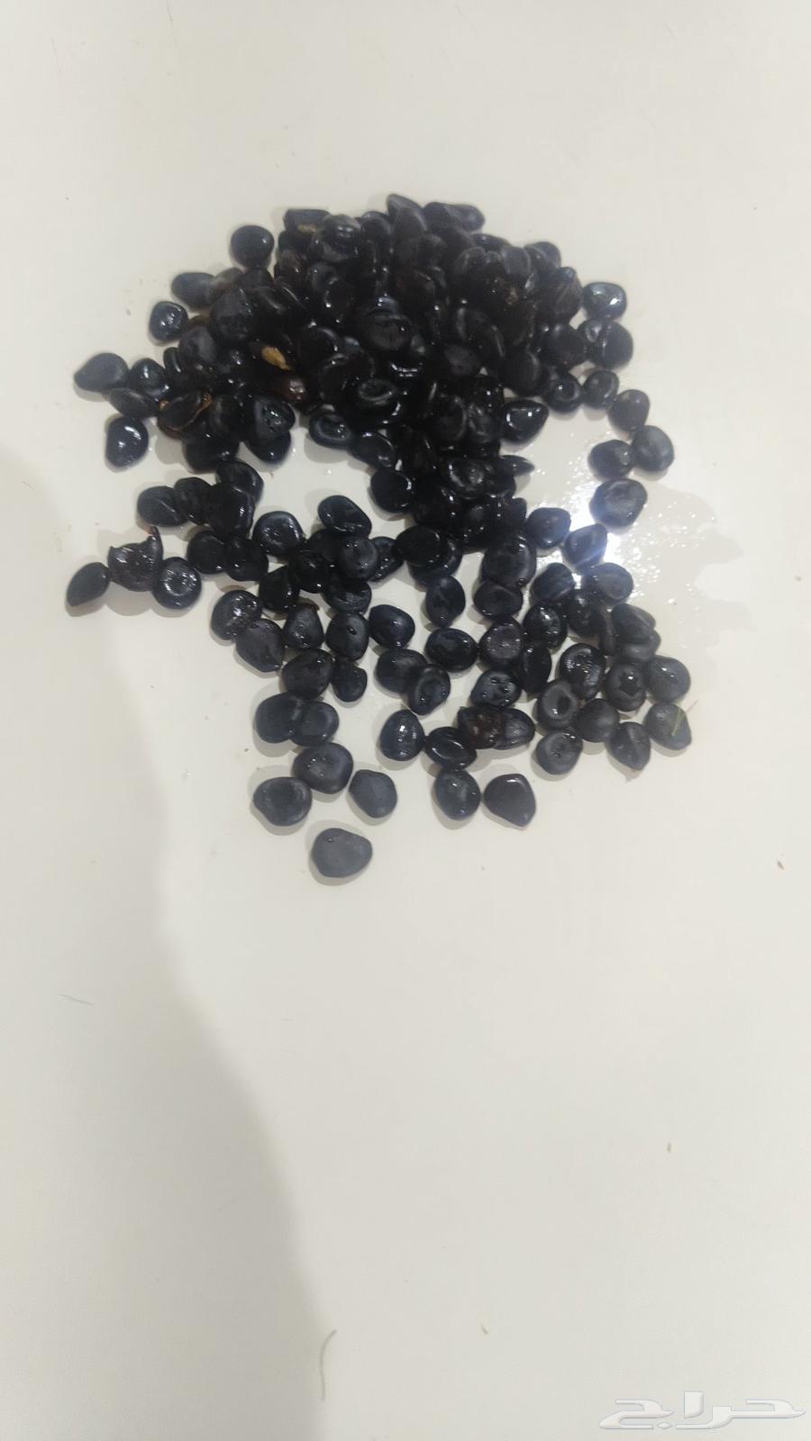 بذور اللوز الهندي64545345968769114