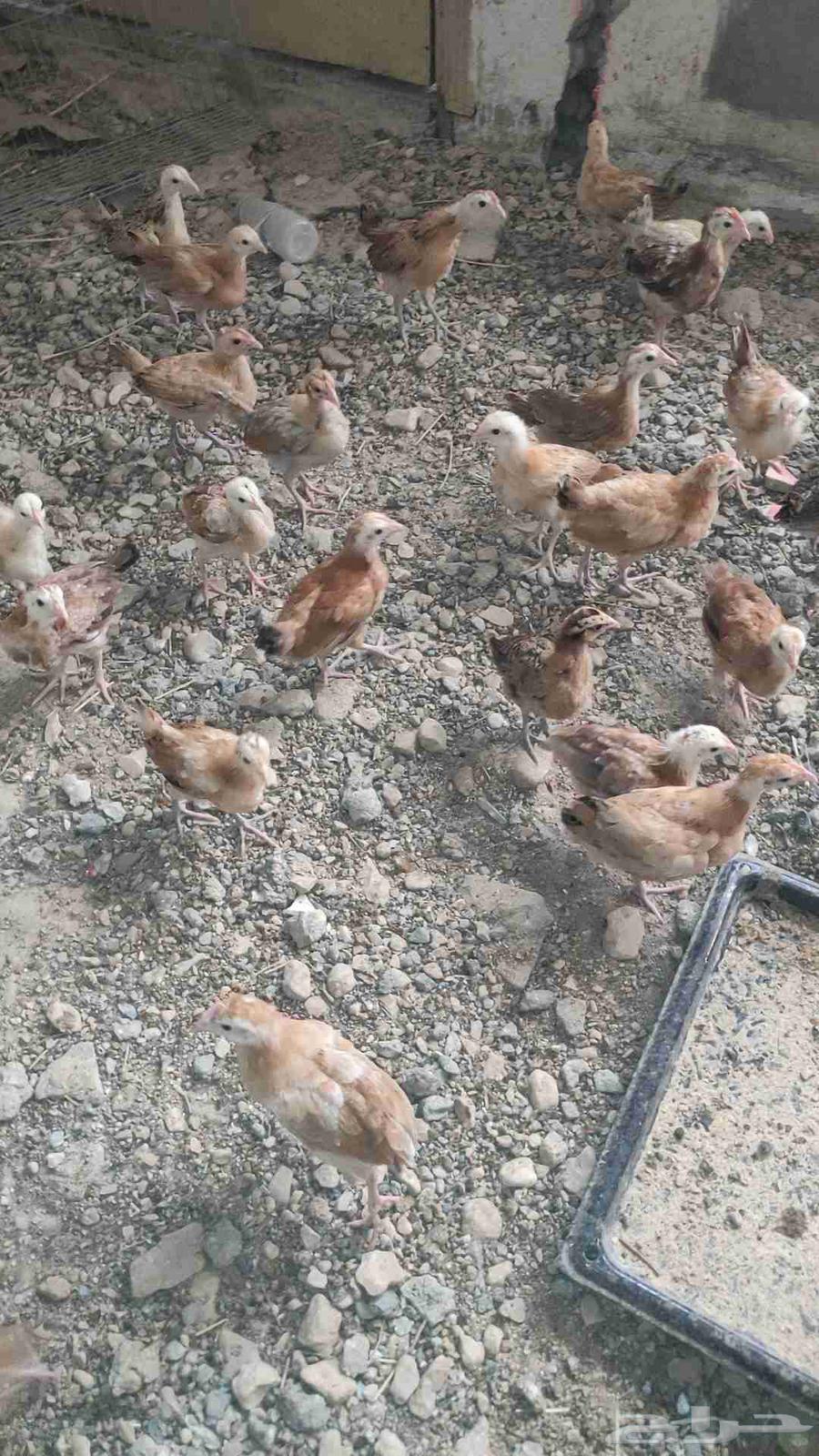 (Chicks) Broilers approximately one month and 22 days old64552363333635111