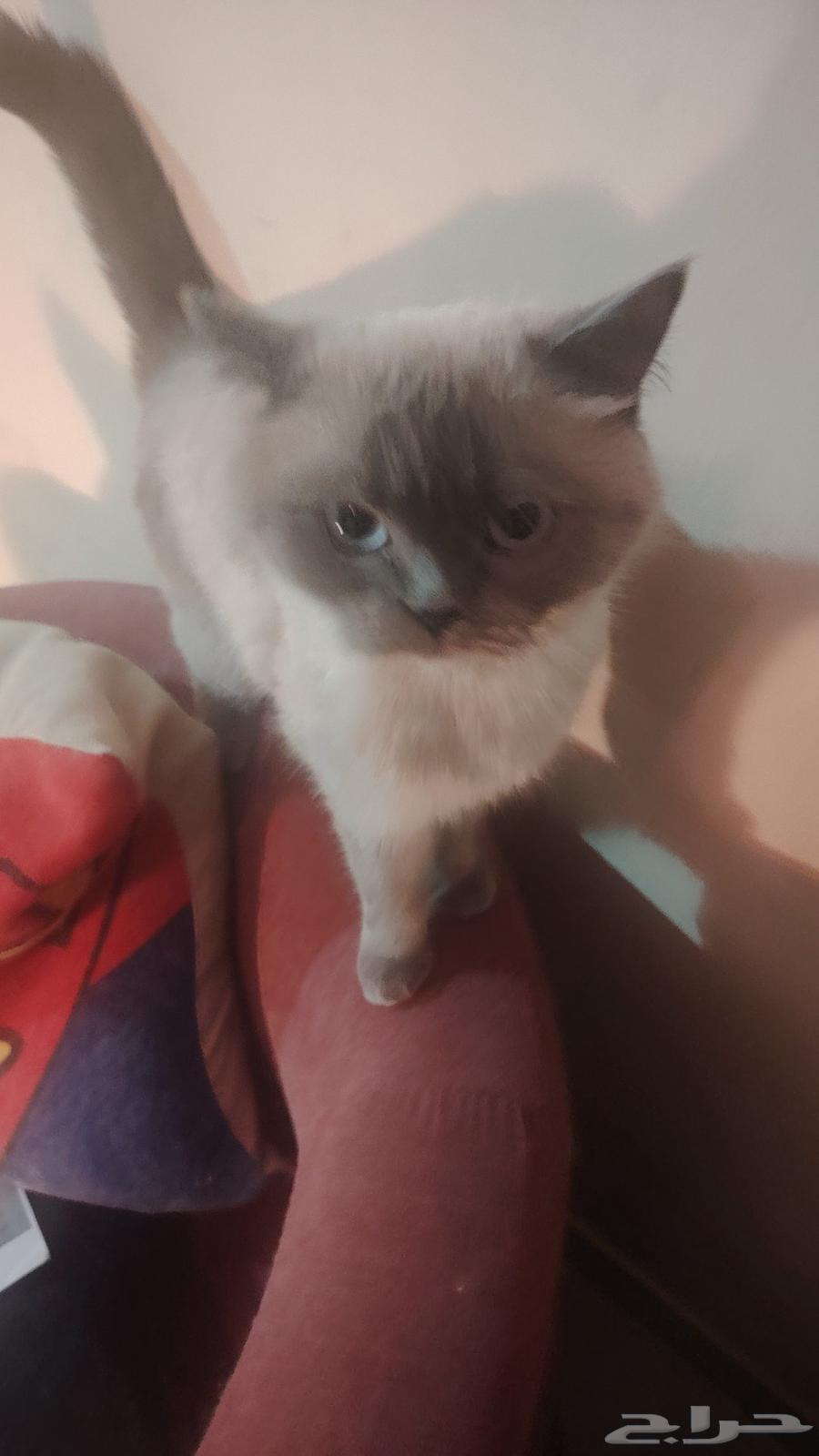 لبيع بسبب السفر64547805234690112