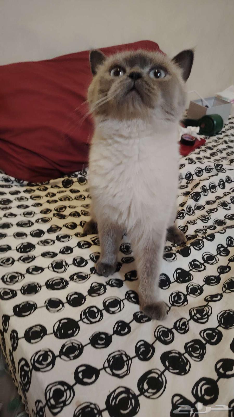 لبيع بسبب السفر64547805234690110