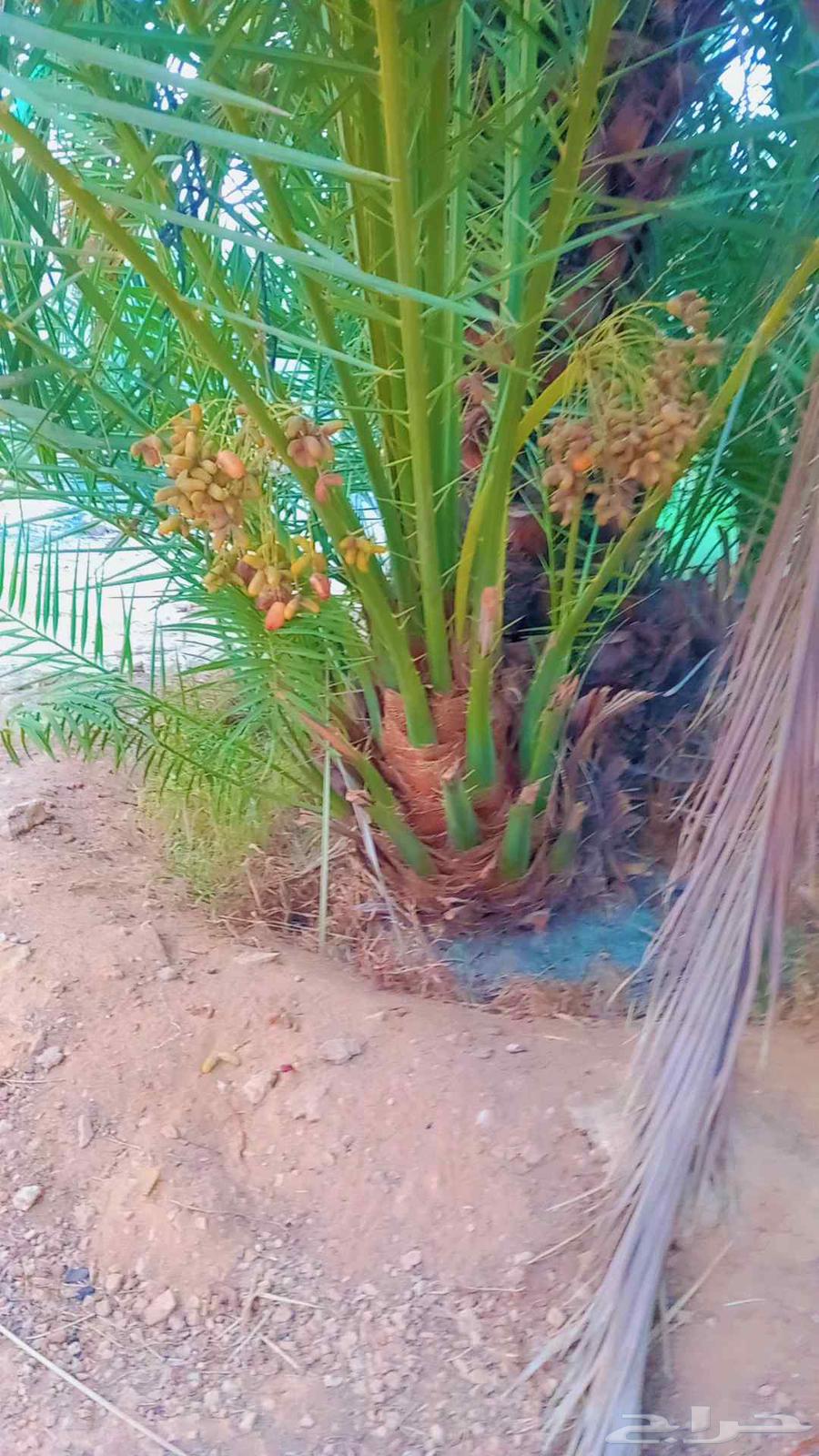 نخيل مثمر إخلاص برحي مصيفه هلالي صقعي مجدول شيشي ونانه دخيني64547819069185110