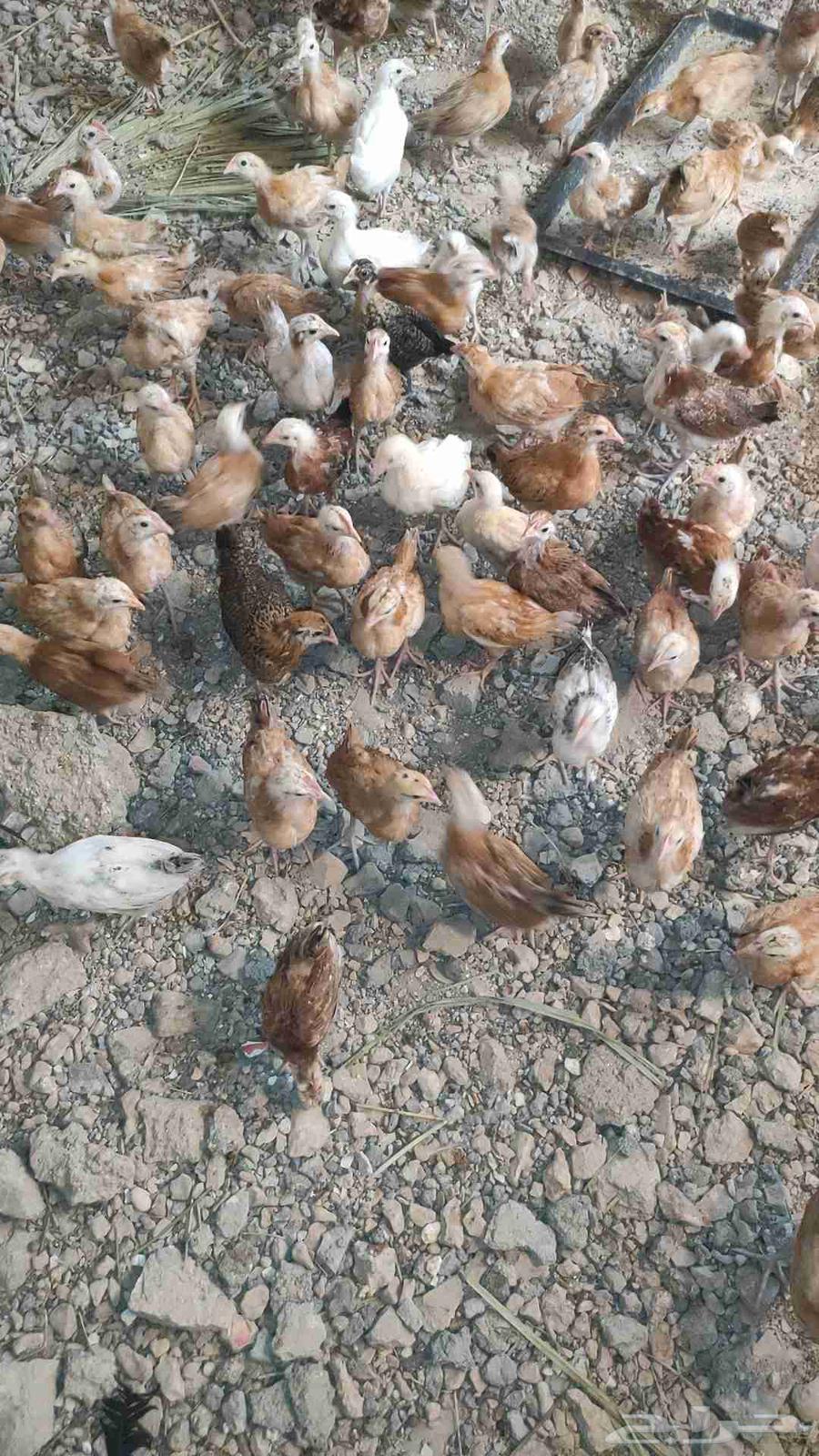 (Chicks) Broilers approximately one month and 22 days old64552363333635112