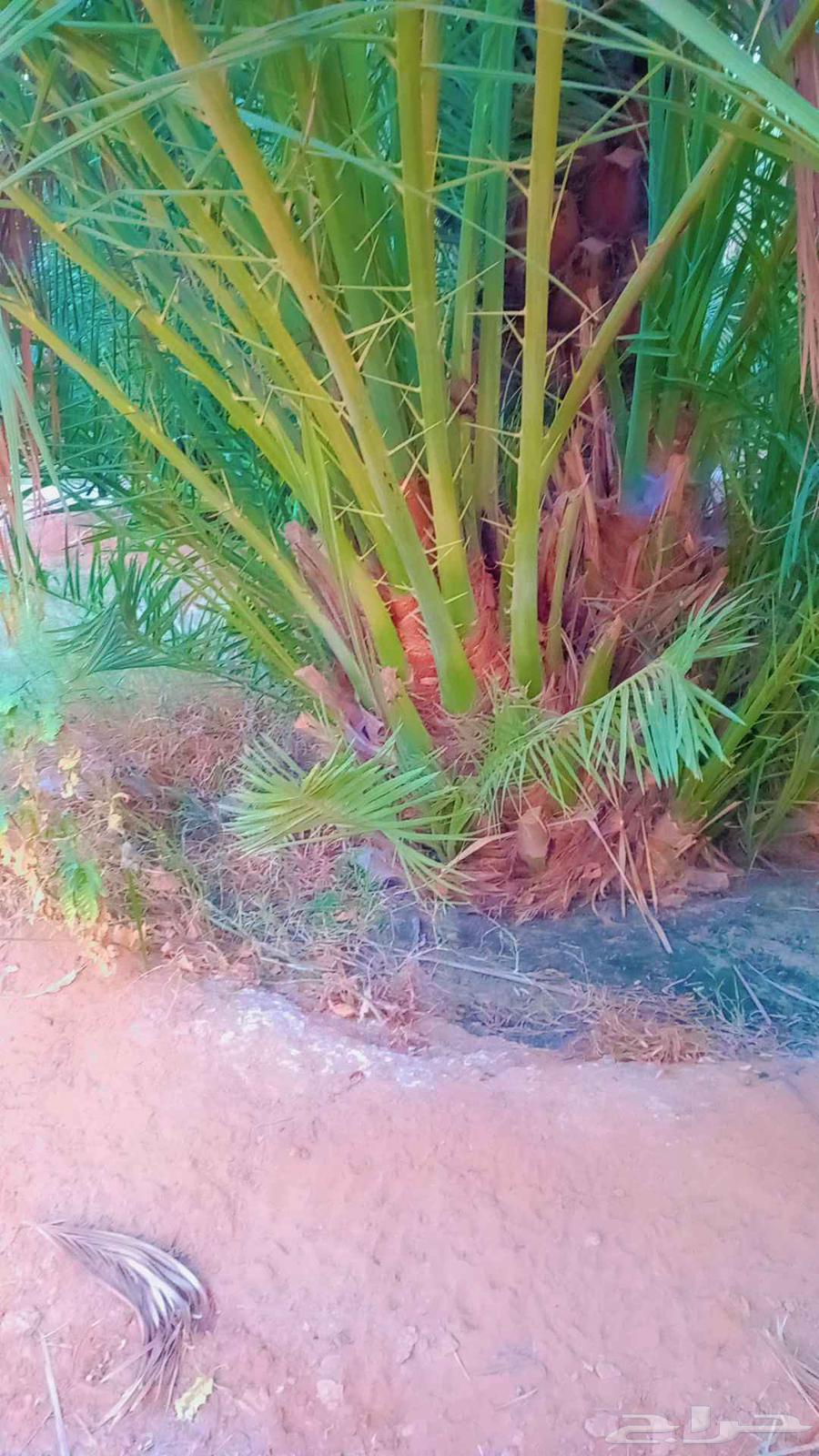 نخيل مثمر إخلاص برحي مصيفه هلالي صقعي مجدول شيشي ونانه دخيني64547819069185111