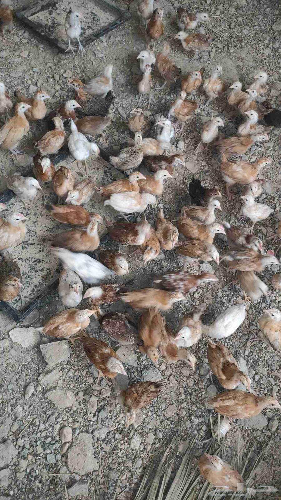 (Chicks) Broilers approximately one month and 22 days old64552363333635110