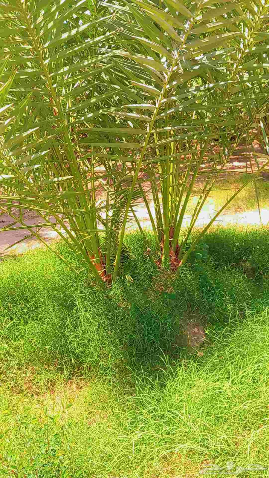 نخيل مثمر إخلاص برحي مصيفه هلالي صقعي مجدول شيشي ونانه دخيني64547819069185113