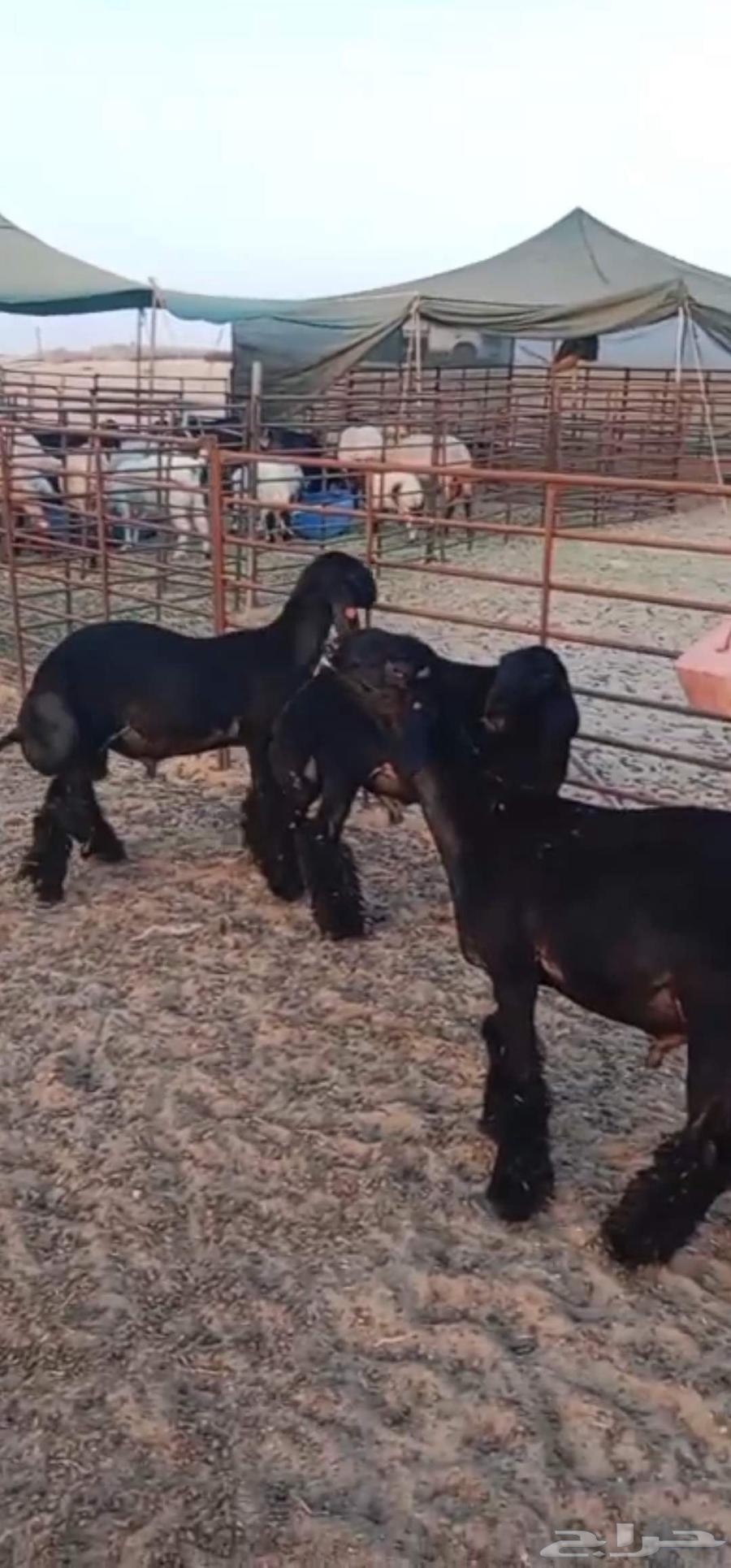 للبيع ثلاث مشاريع فحول عرب فاخرة64545160809859111