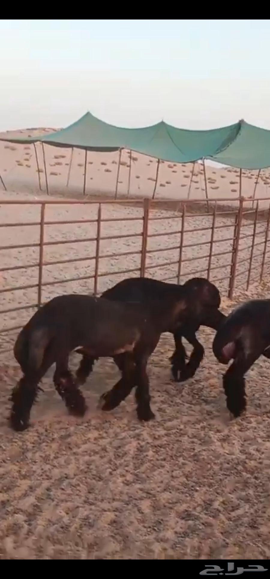 للبيع 3 رخال عرب فاخره صنف64549599076867112