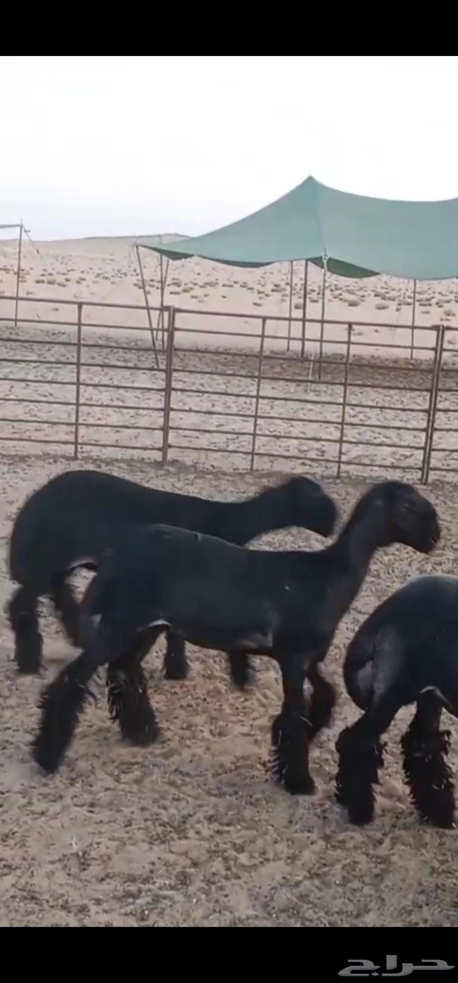 للبيع 3 رخال عرب فاخره صنف64549599076867110