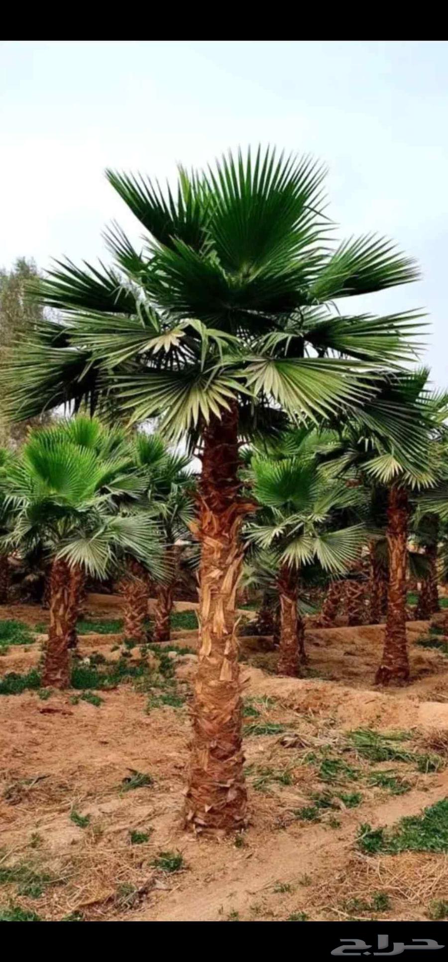 نخل واشنطني للبيع64547415836419111