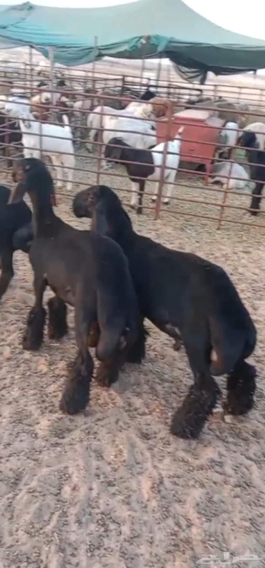 للبيع ثلاث مشاريع فحول عرب فاخرة64545160809859110