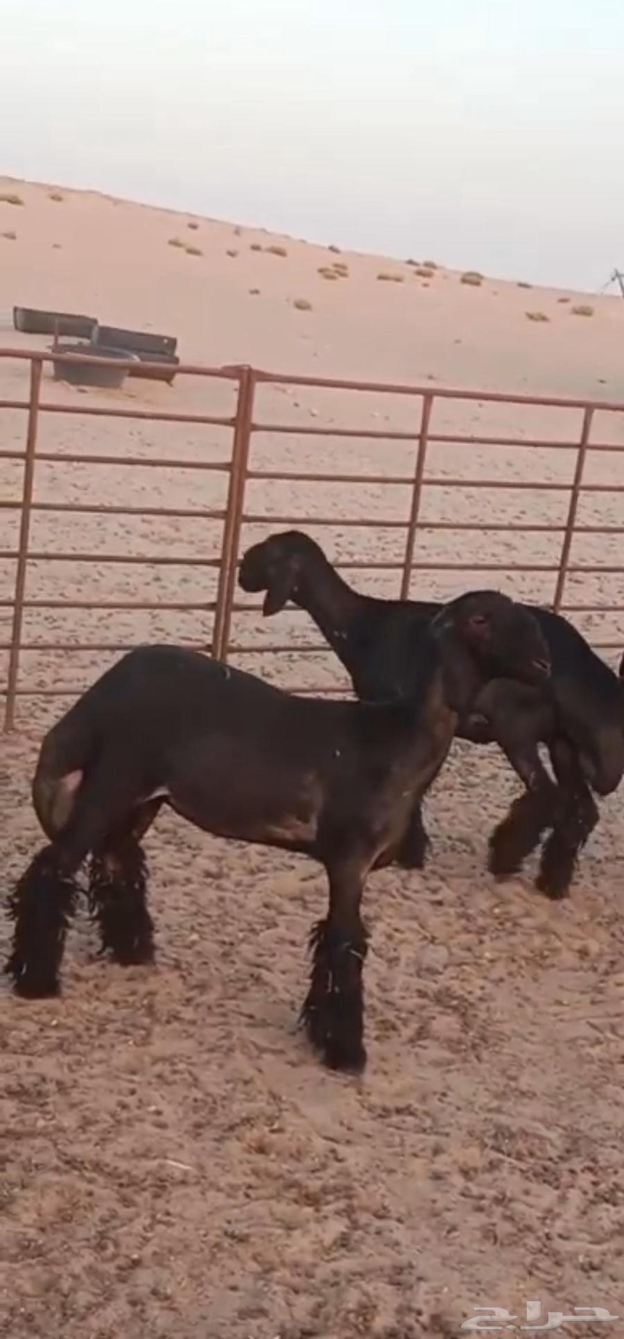 للبيع 3 رخال عرب فاخره صنف64549599076867111