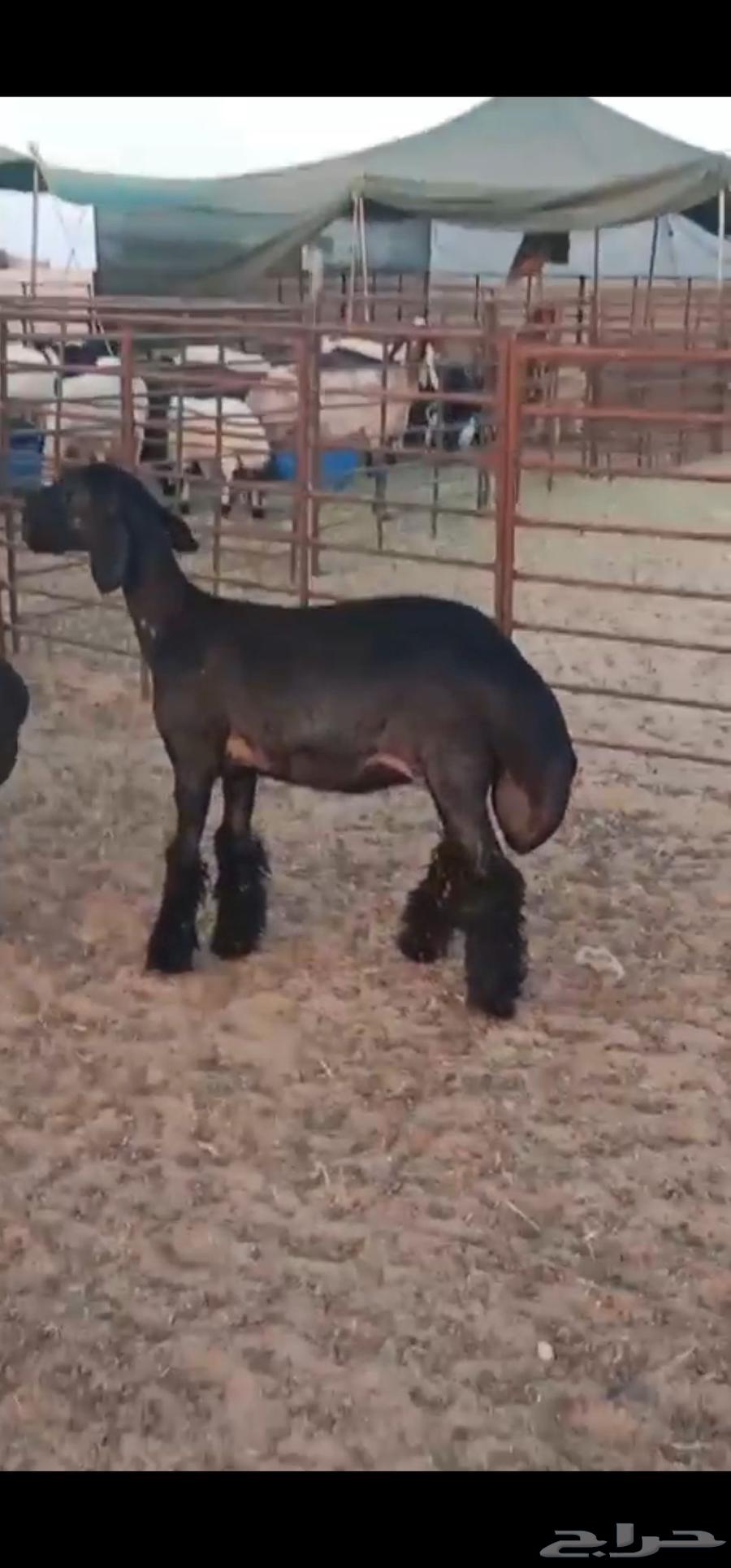 للبيع 3 رخال عرب فاخره صنف64549599076867113