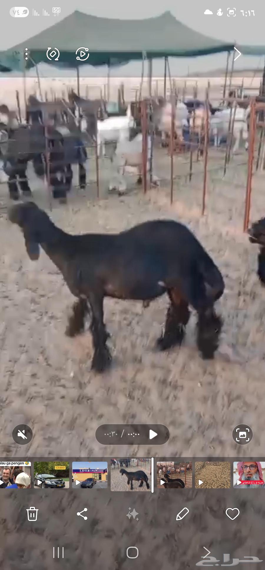 للبيع ثلاث مشاريع فحول عرب فاخرة64545160809859112