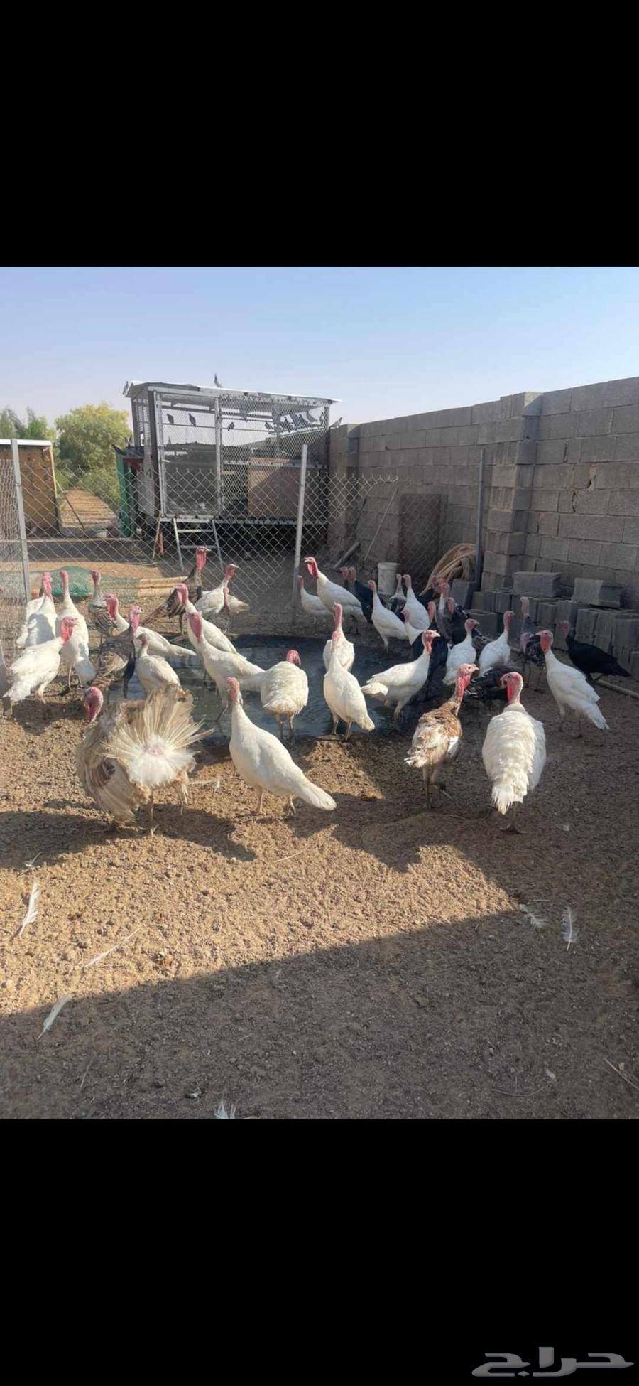 رومي للبيع64545160750210111