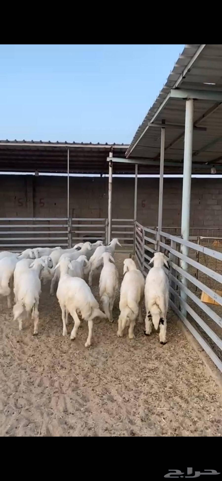 طليان وسط بيشه64547846841473112