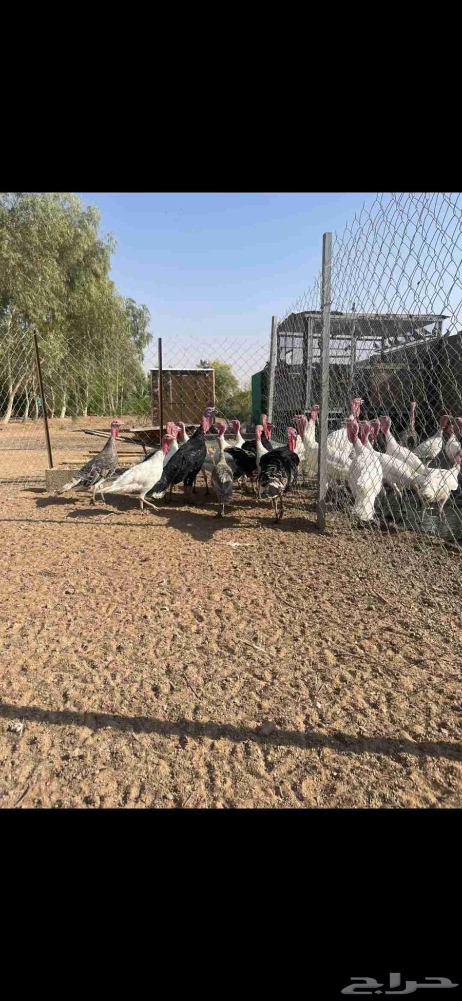 رومي للبيع64545160750210110