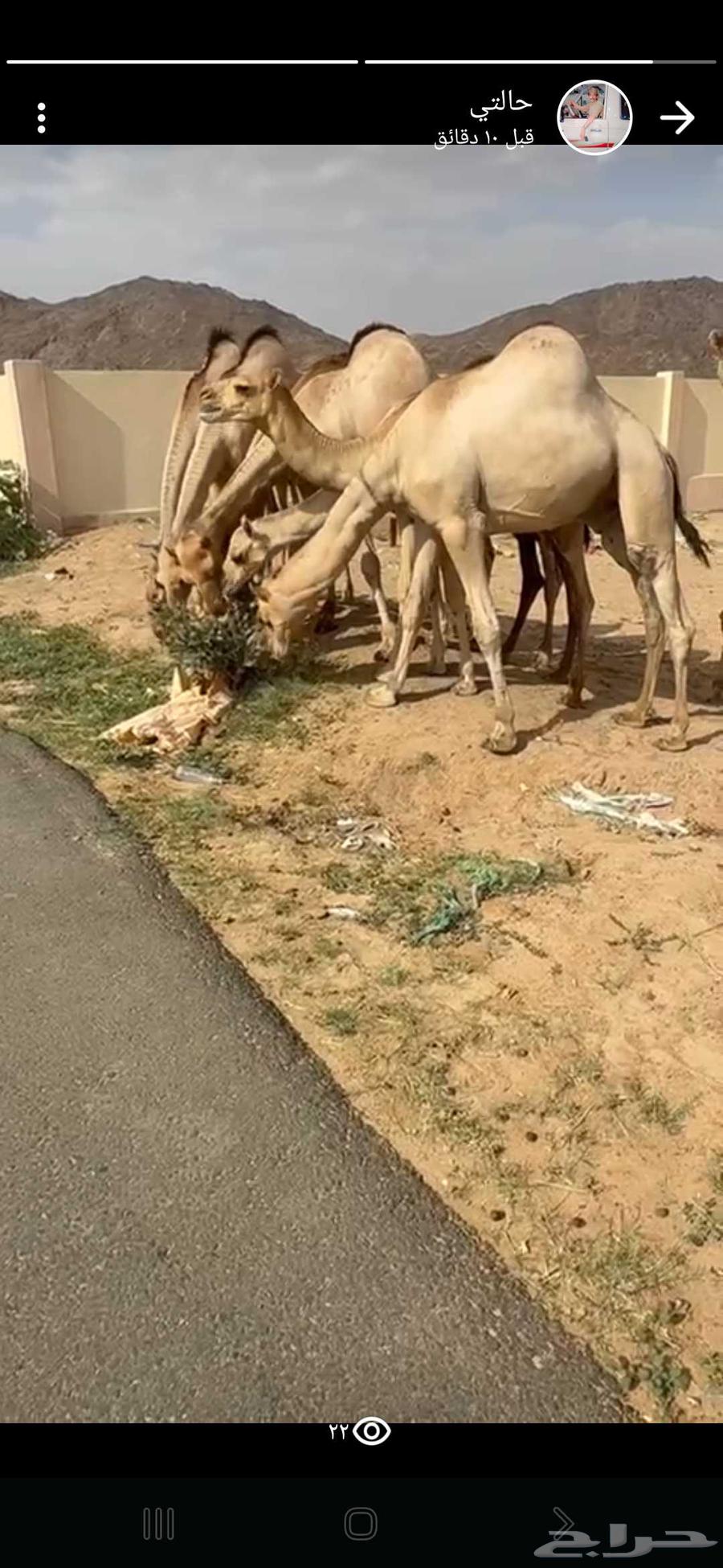 قعدان فل الفل للبيع64548294643713110