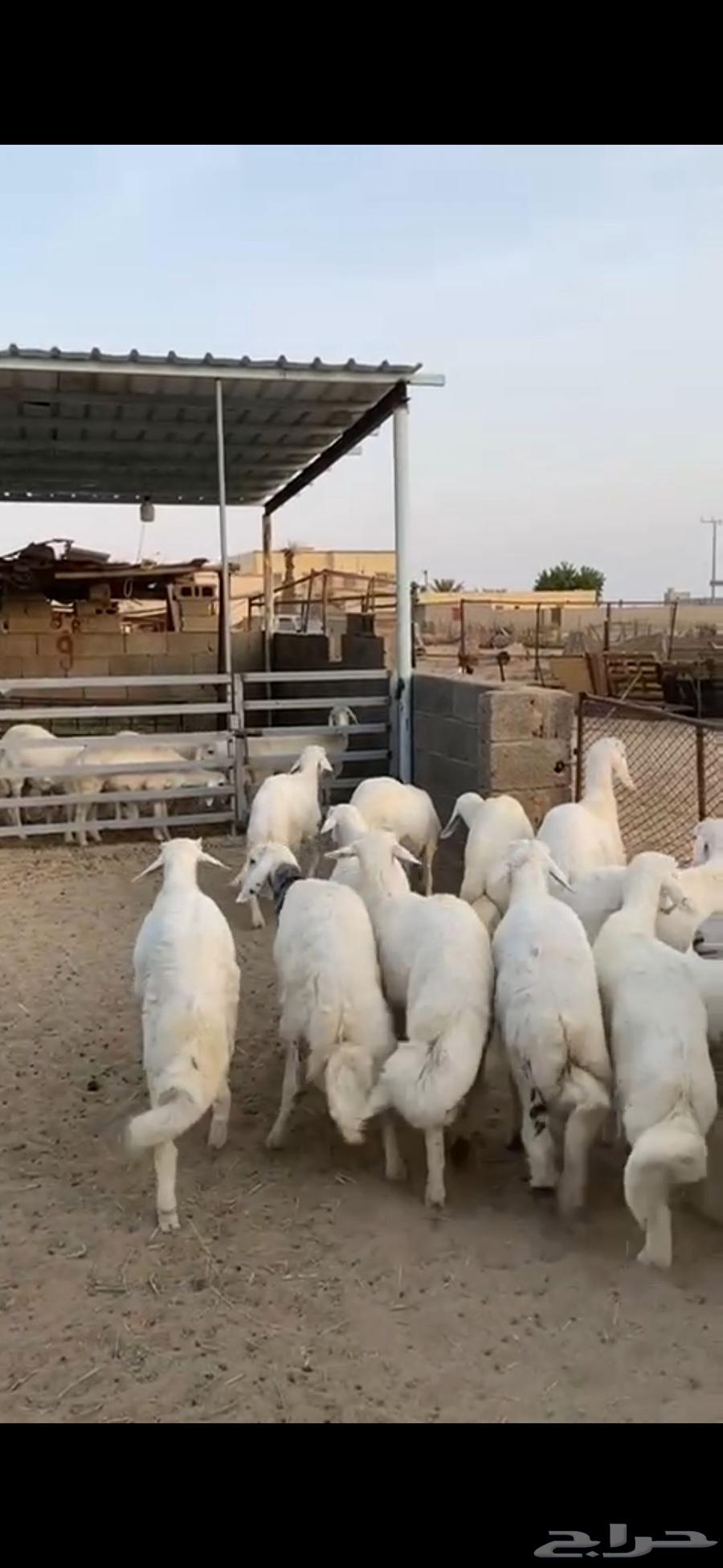 طليان وسط بيشه64547846841473111