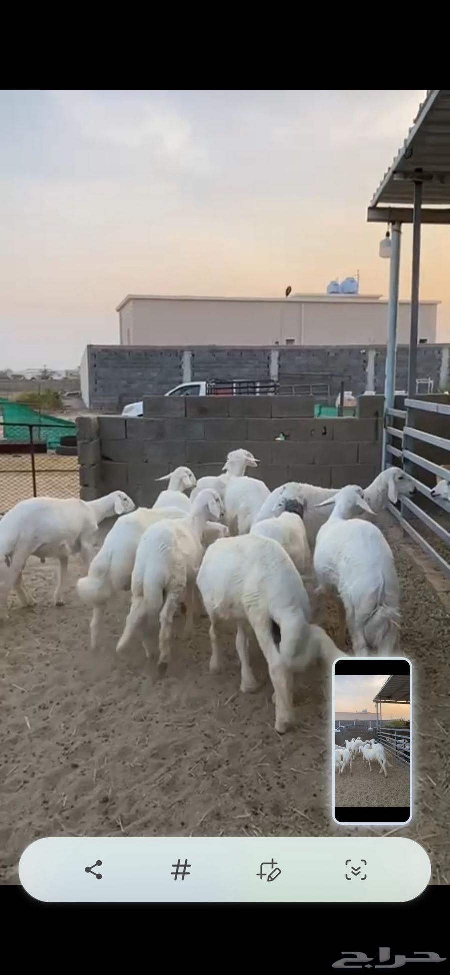 طليان وسط بيشه64547846841473110