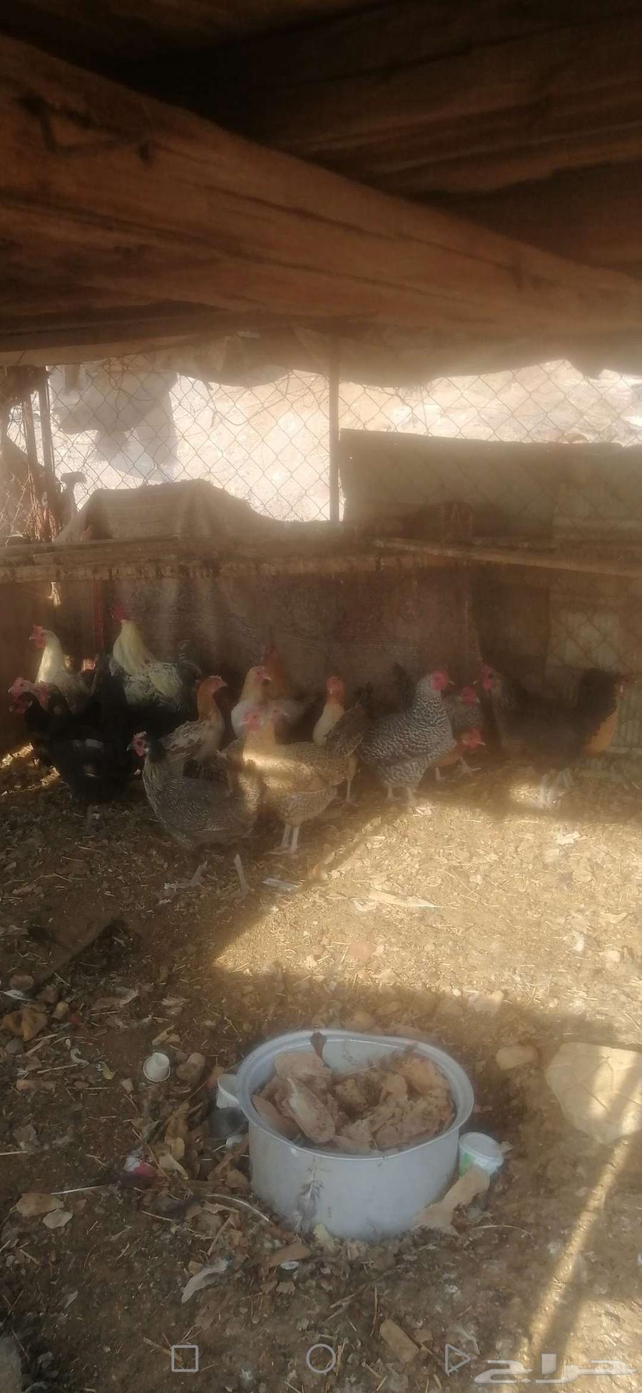 دجاج للبيع 19 حبه64545673551617113