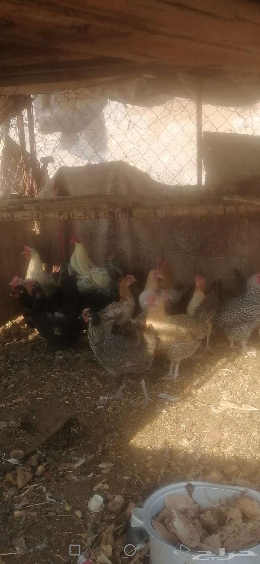 دجاج للبيع 19 حبه64545673551617114