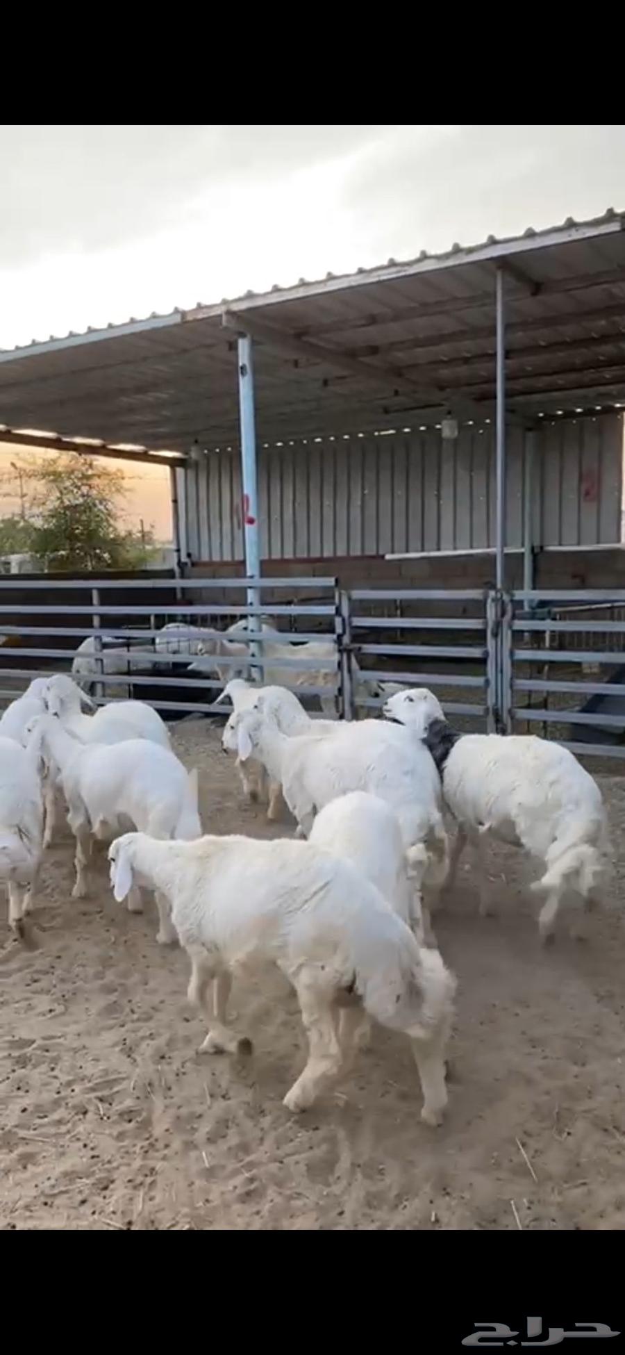 طليان وسط بيشه64547846841473113