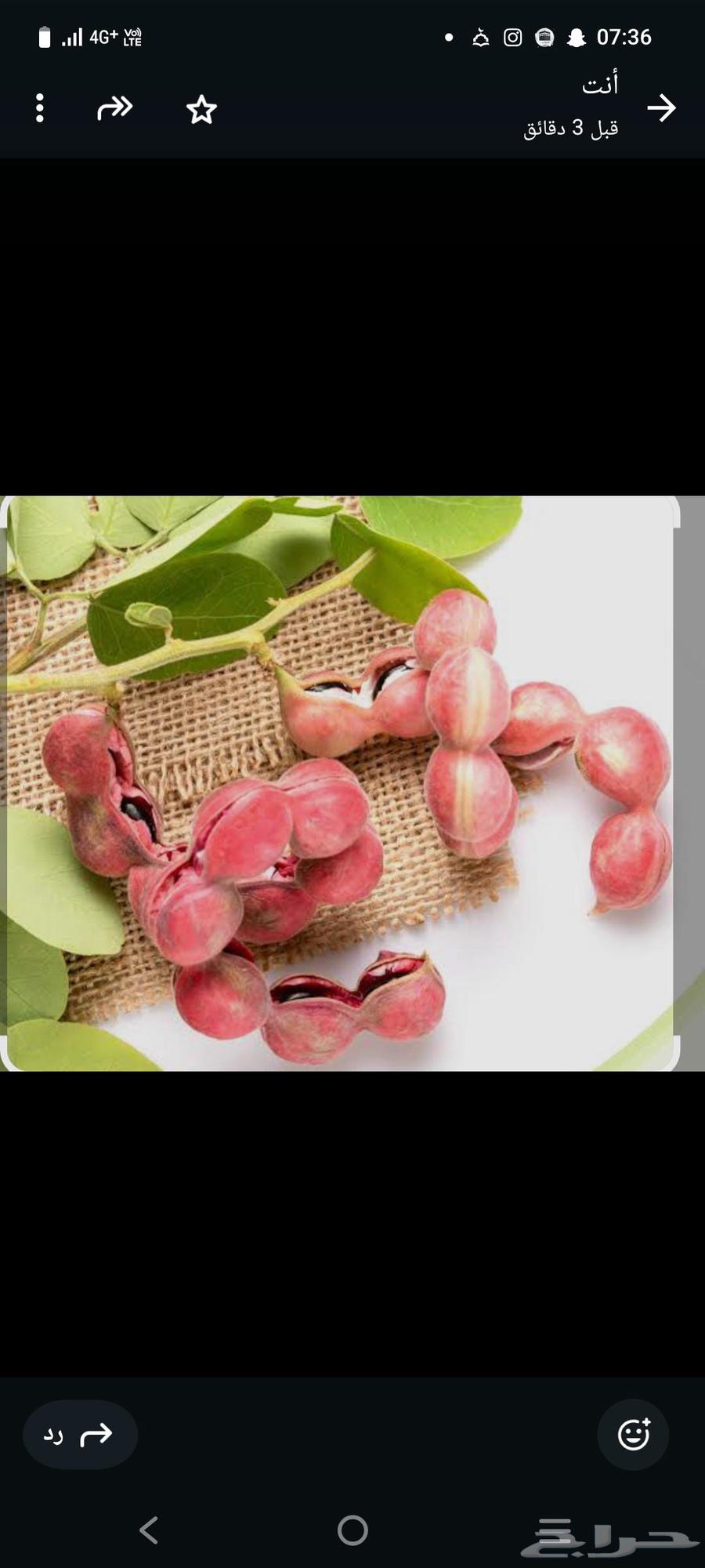 بذور اللوز الهندي64545345968769112