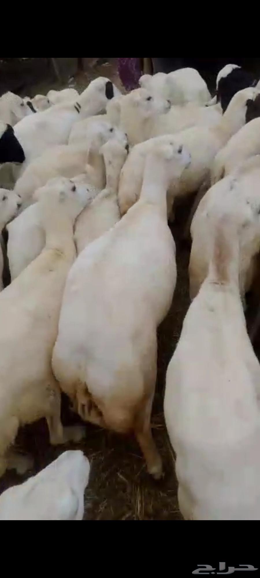 يوجد لدينا ضان رفيديات للبيع العدد 200راس مولدات منها 5064548855790722112